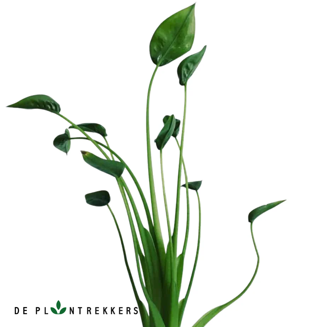 de prachtige bladeren van de alocasia tiny dancer