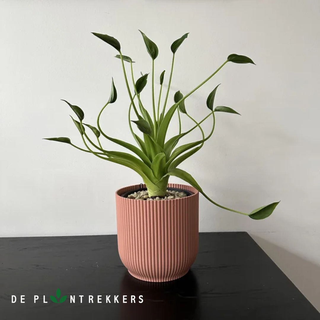 alocasia tiny dancers in een licht rode pot