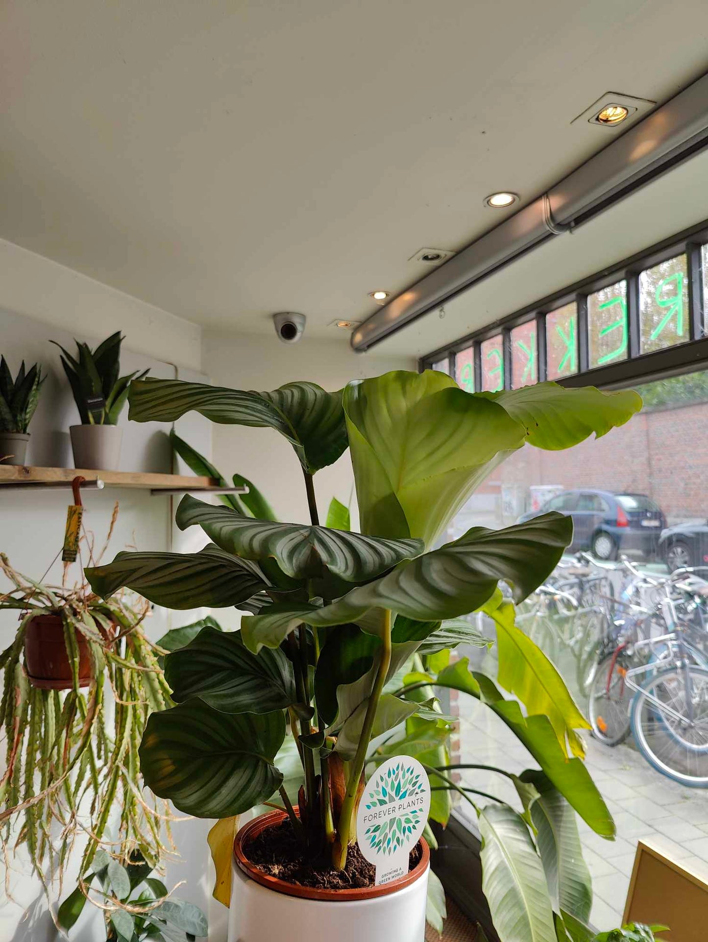 Calathea Orbifolia