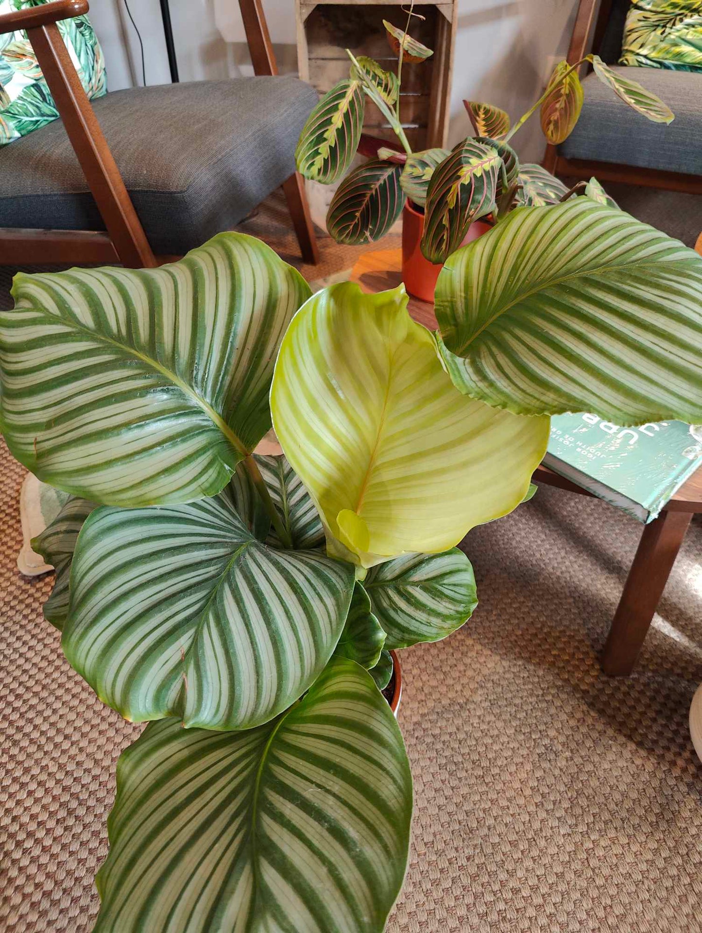 Calathea Orbifolia