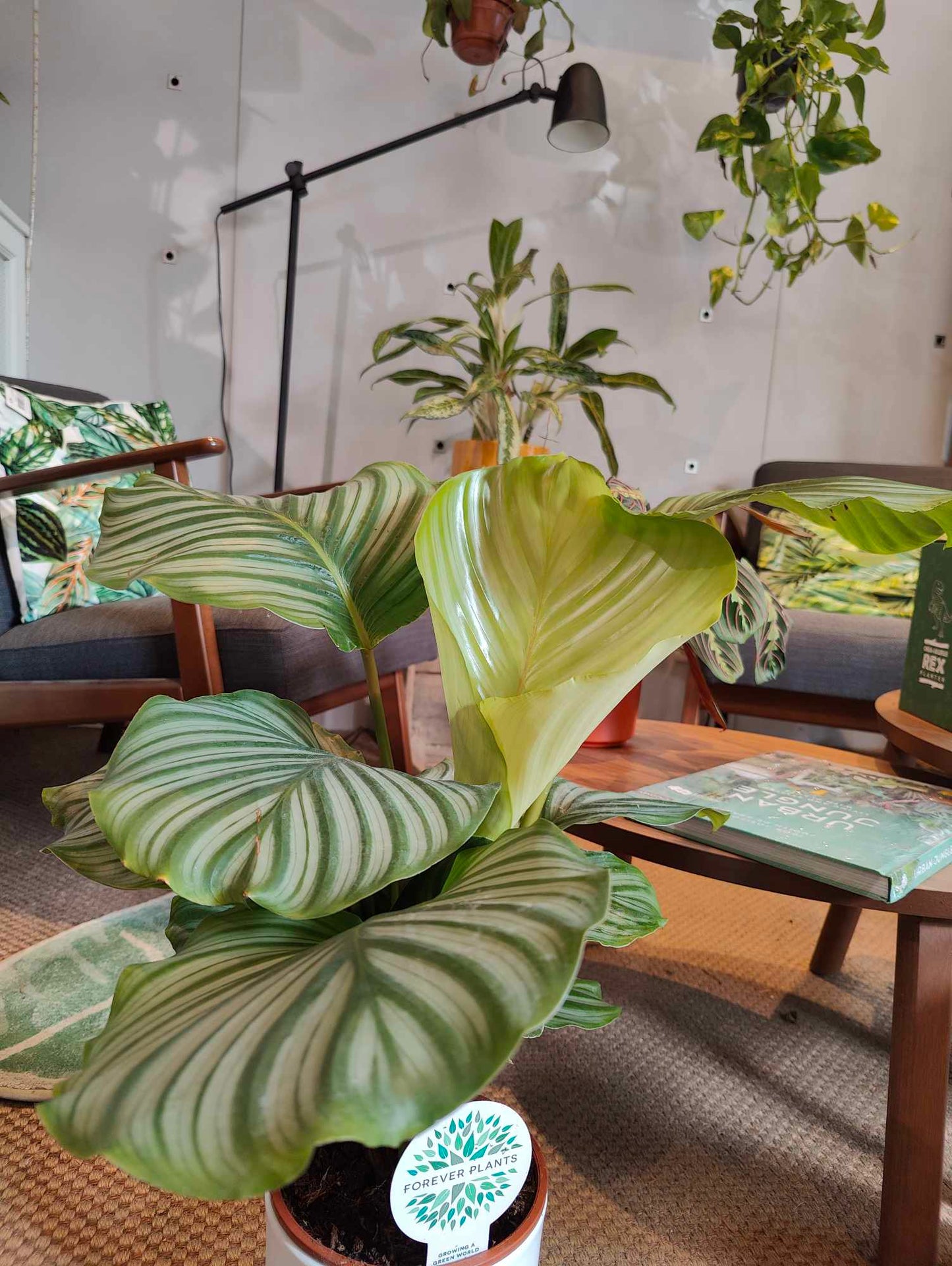 Calathea Orbifolia