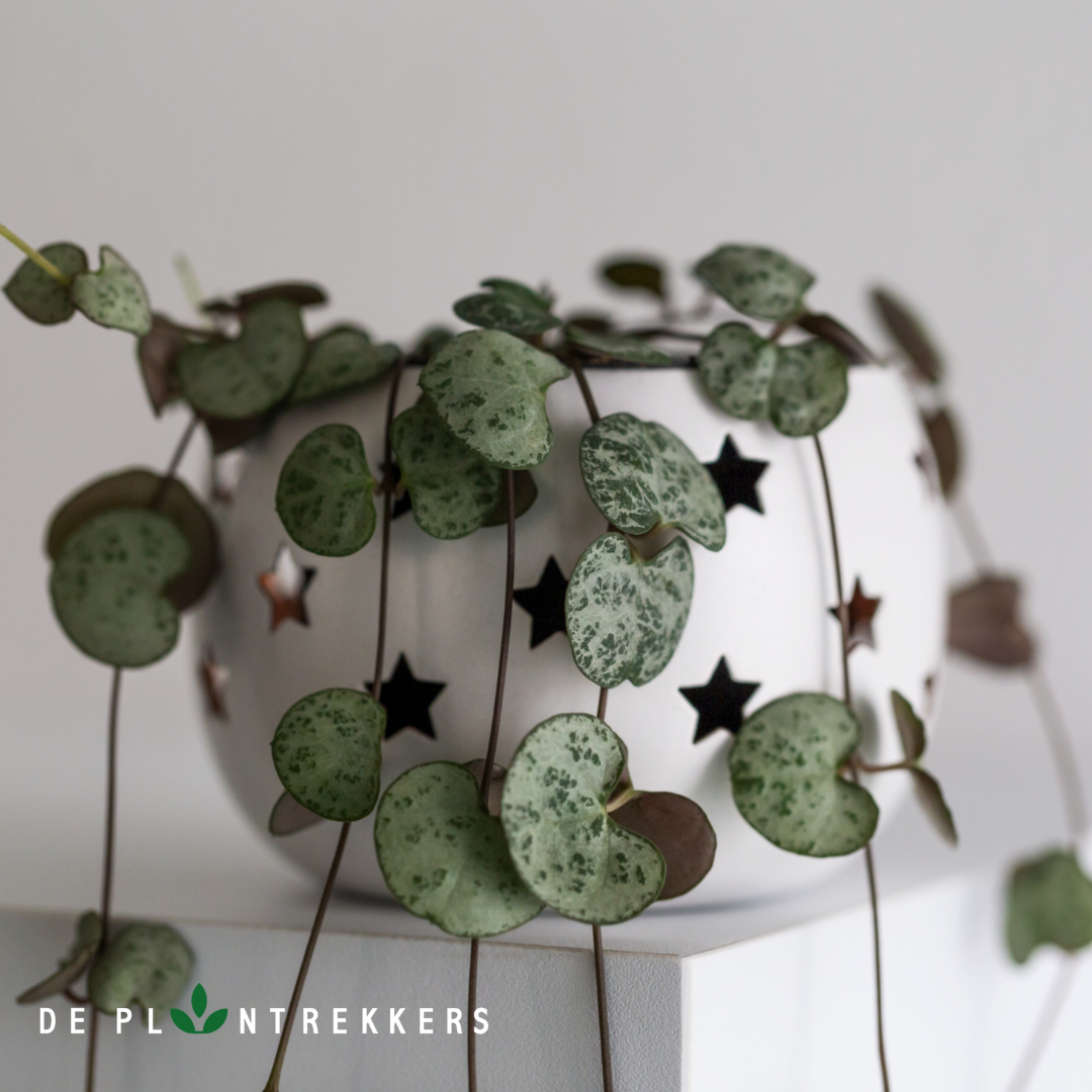 Een klein chinees lantaarnplantje in een pot met sterretjes