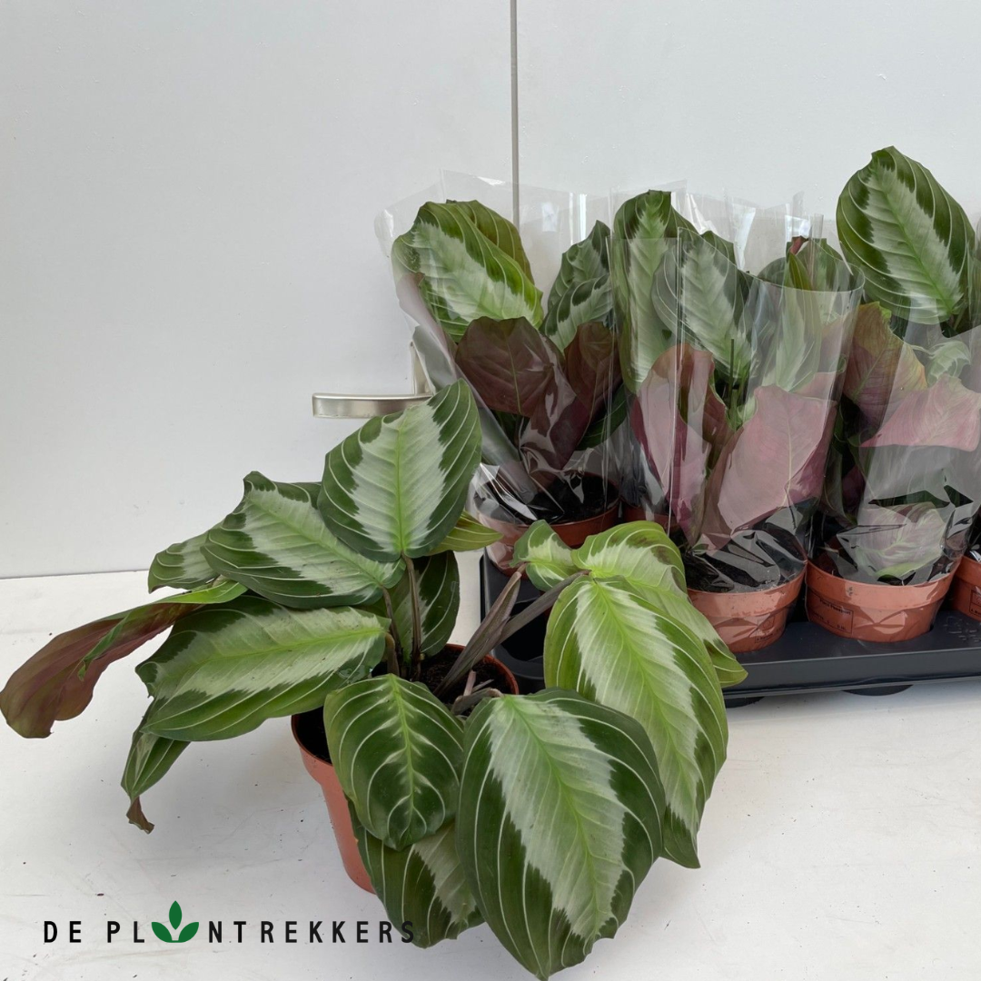 Stockfoto van de maranta silver band
