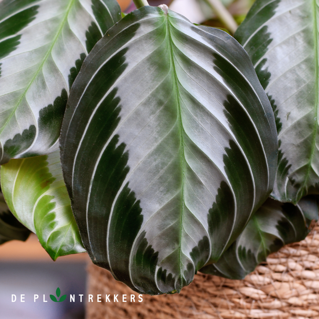 een ingezoomde foto op het bald van de maranta silver band plant
