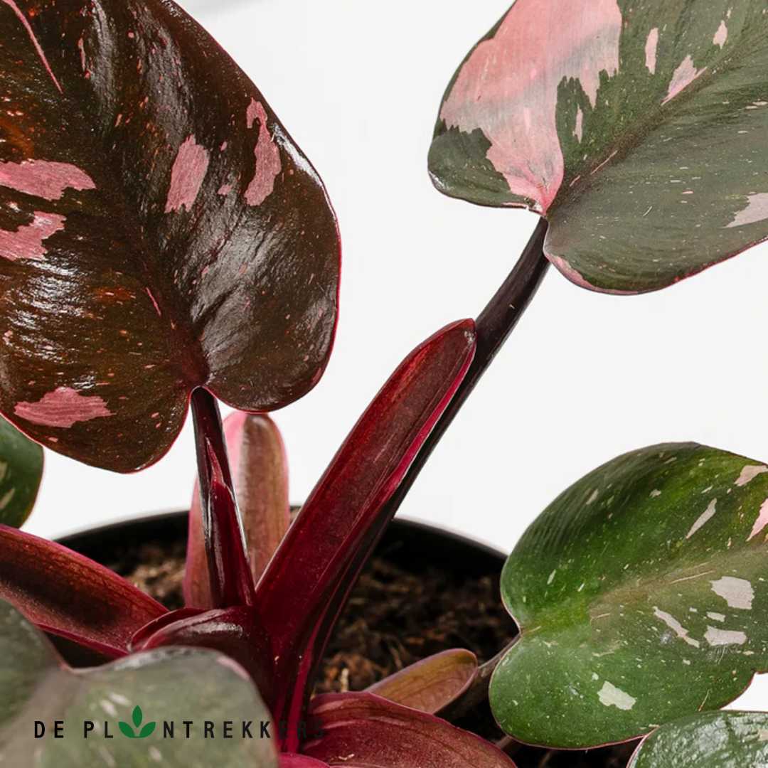 High-quality close-up of the Philodendron Pink Princess's rare pink variegation. Perfect for showcasing your plant's unique beauty