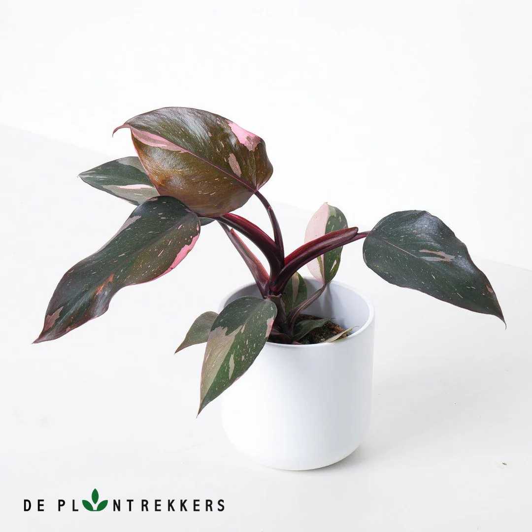 Lush Philodendron Pink Princess in a 13cm nursery pot – ready to ship!