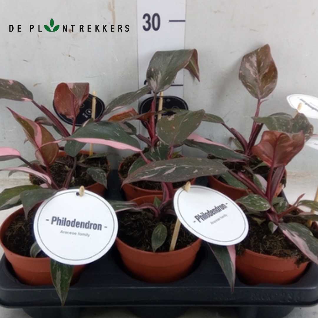 6 beautifull philodendron pink princesses
