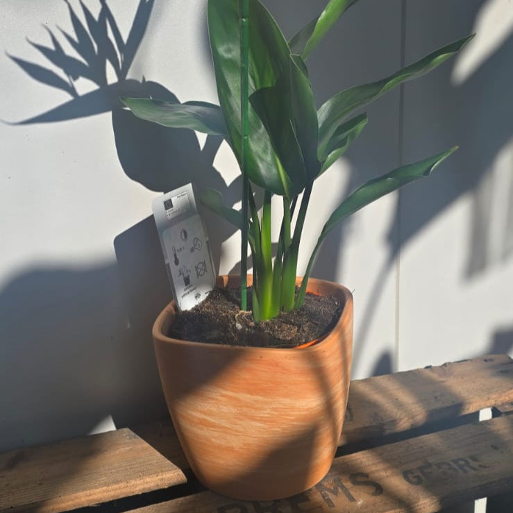 een stijlvolle terracotta pot met strelitzia reginae plant in