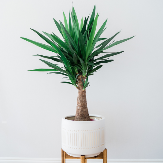 Yucca elephantipes