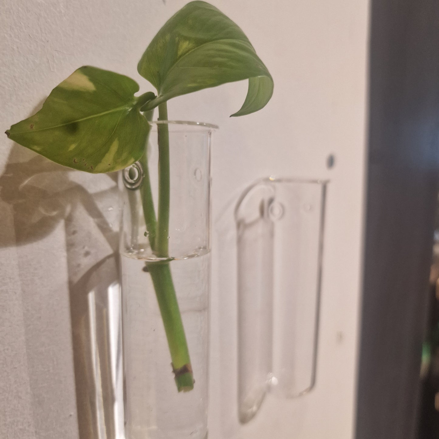 Wand Stekjes