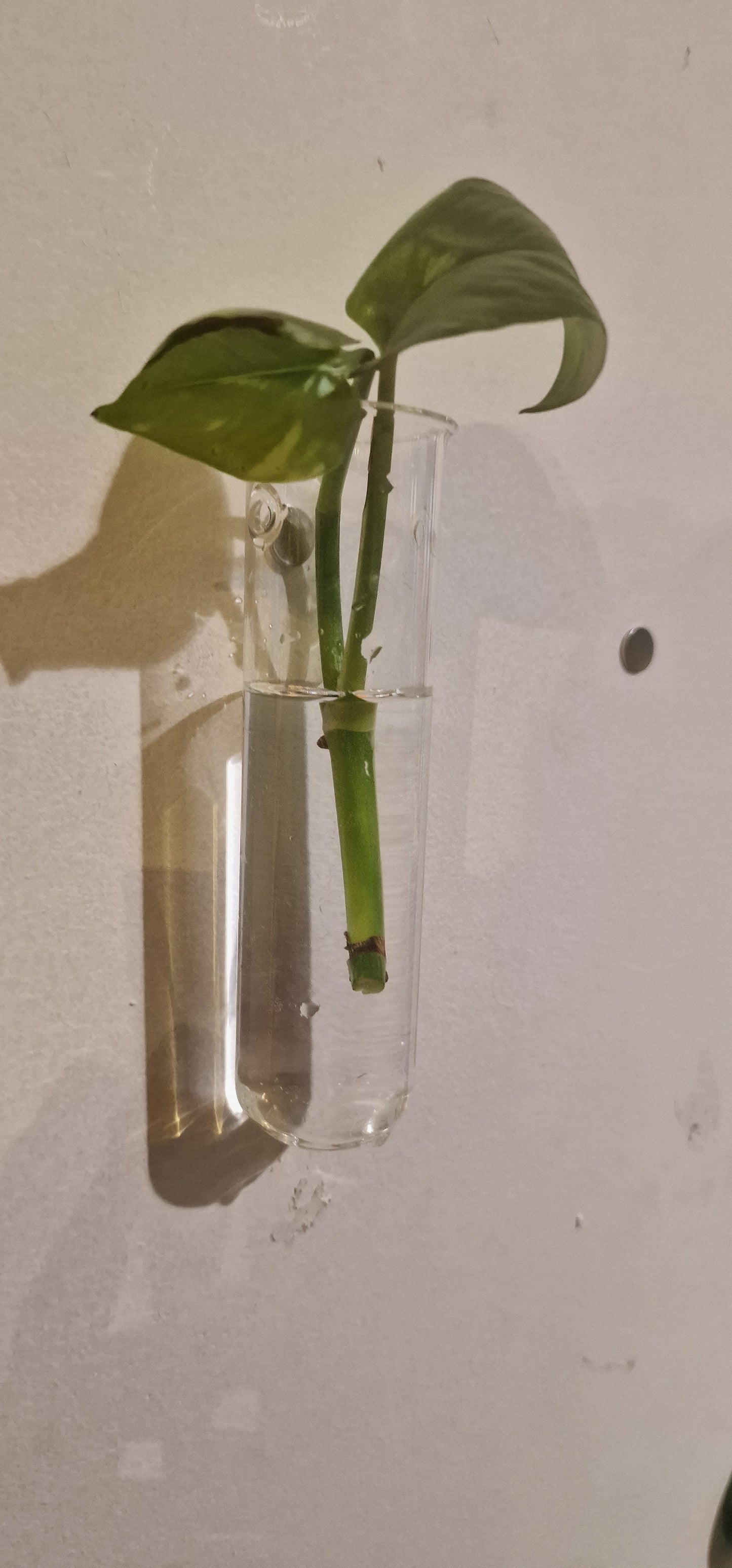 Wand Stekjes