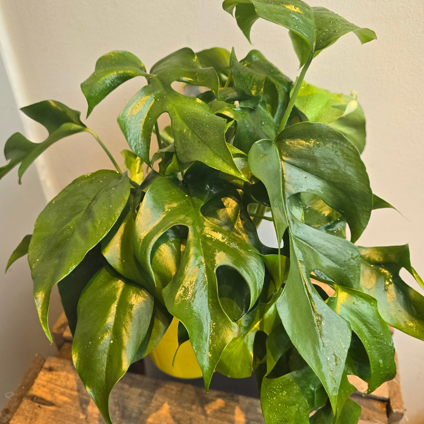 Rhapidophora Tetrasperma - Monstera Minima