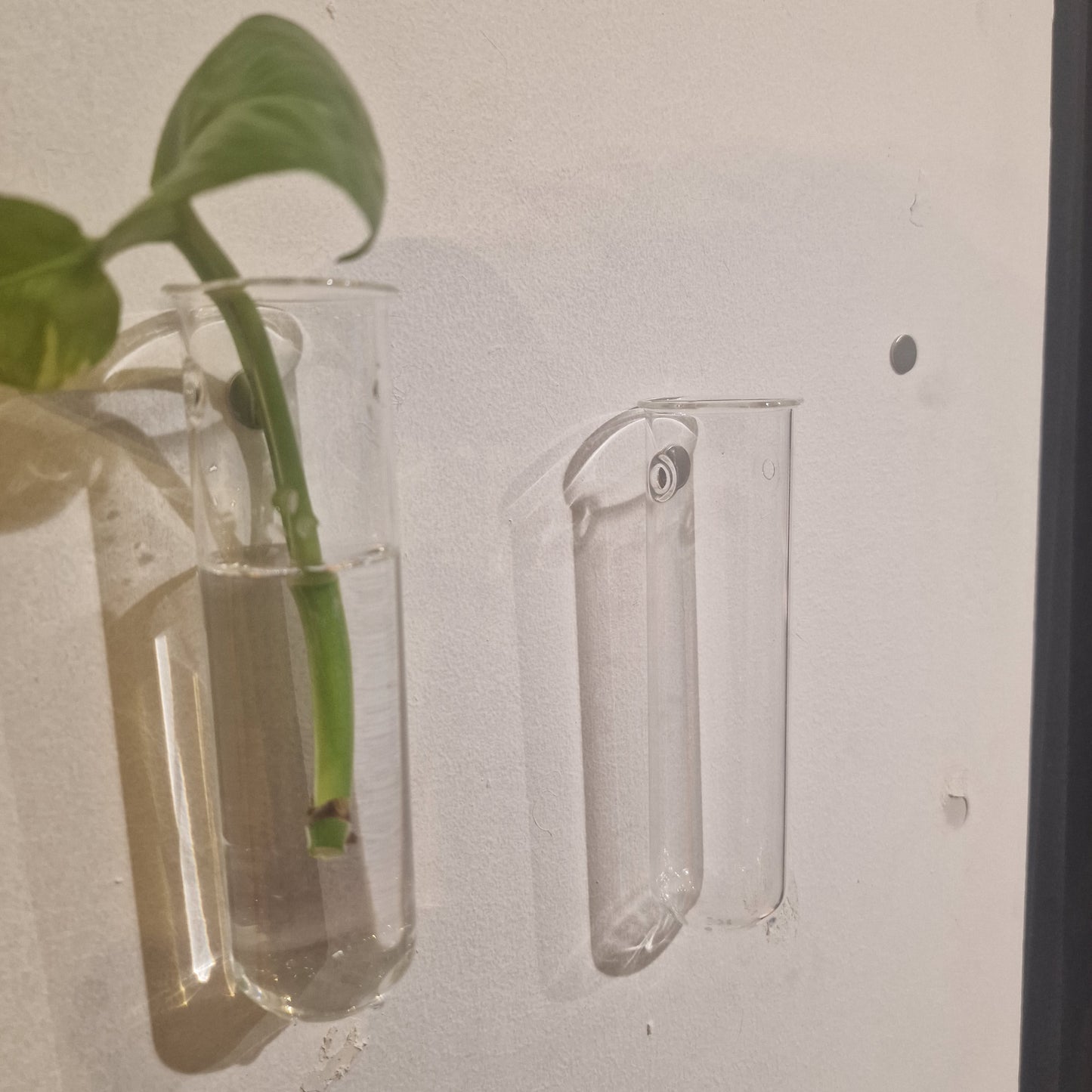 Wand Stekjes