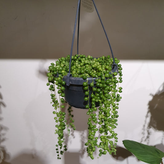 Senecio Rowleyanus 'Erwtenplant' - De Plantrekkers  - De Plantrekkers