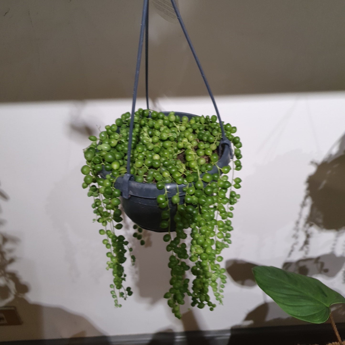 Senecio Rowleyanus 'Erwtenplant' - De Plantrekkers - De Plantrekkers