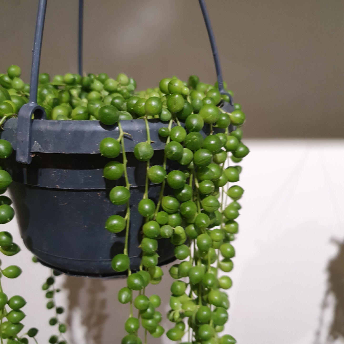 Senecio Rowleyanus 'Erwtenplant' - De Plantrekkers - De Plantrekkers
