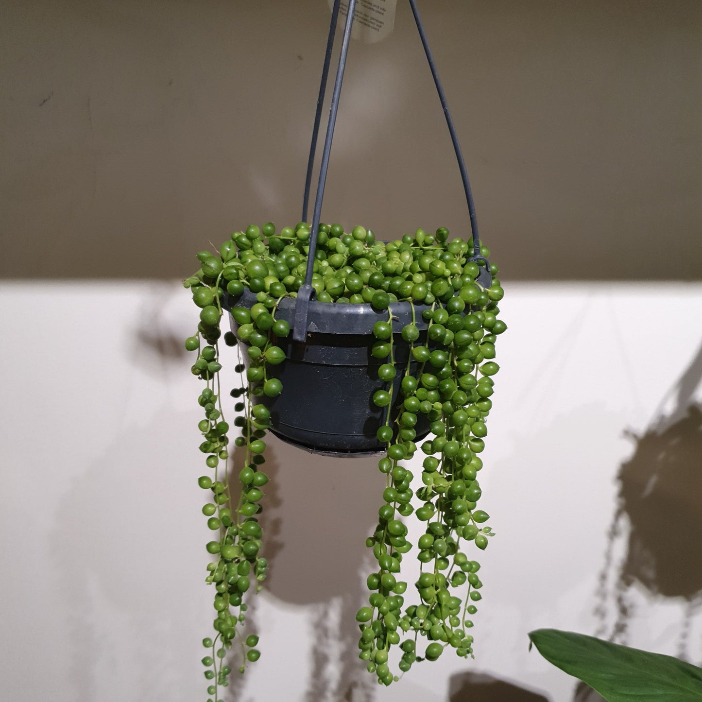 Senecio Rowleyanus 'Erwtenplant' - De Plantrekkers - De Plantrekkers