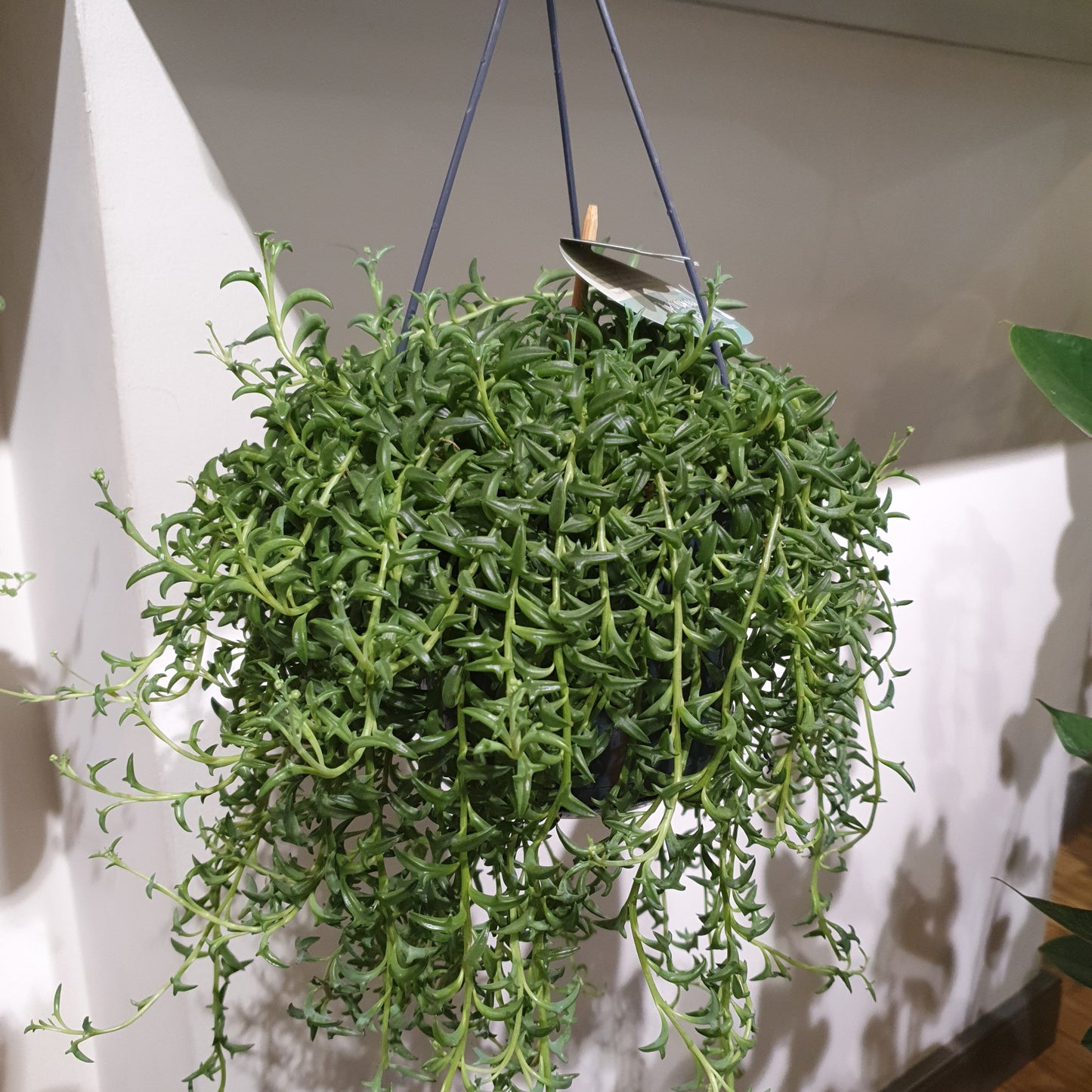 Senecio Peregrinus 'Dolfijnenplant' - De Plantrekkers - De Plantrekkers