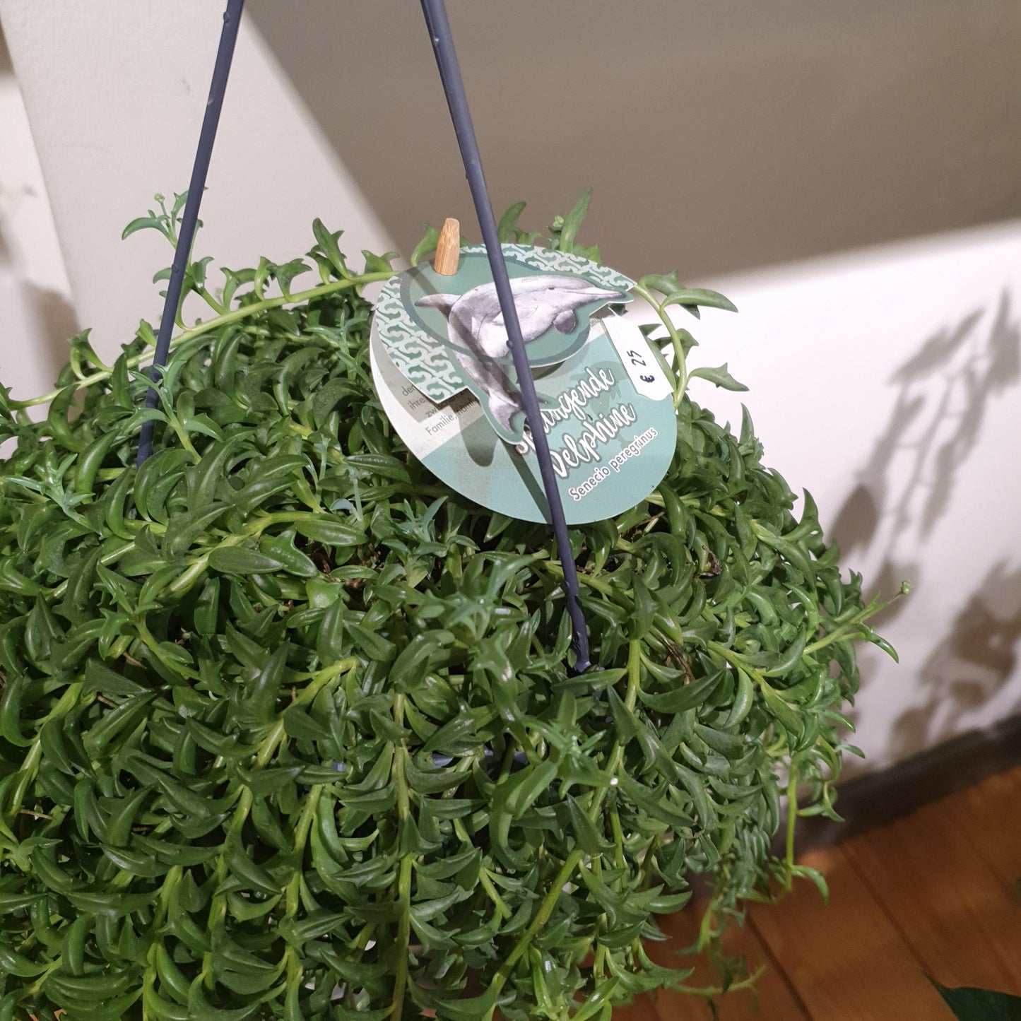 Senecio Peregrinus 'Dolfijnenplant' - De Plantrekkers - De Plantrekkers