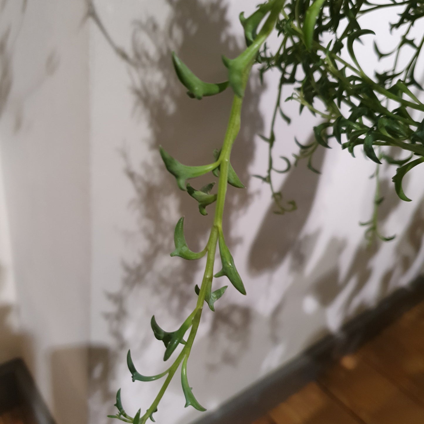 Senecio Peregrinus 'Dolfijnenplant' - De Plantrekkers - De Plantrekkers