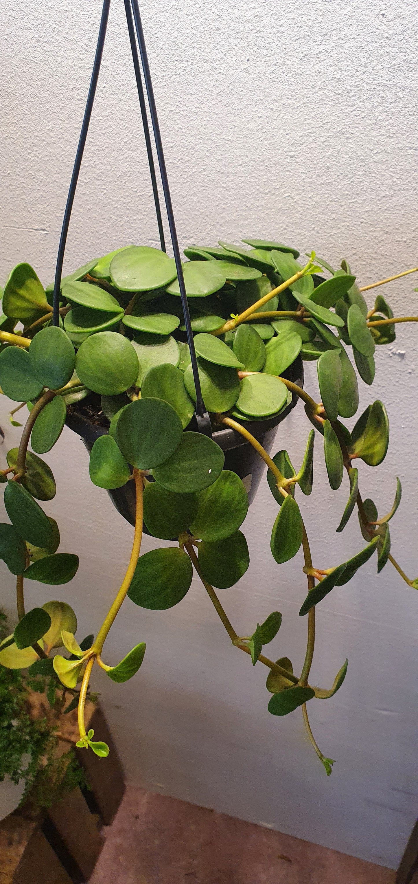 Peperomia Hope - De Plantrekkers - De Plantrekkers