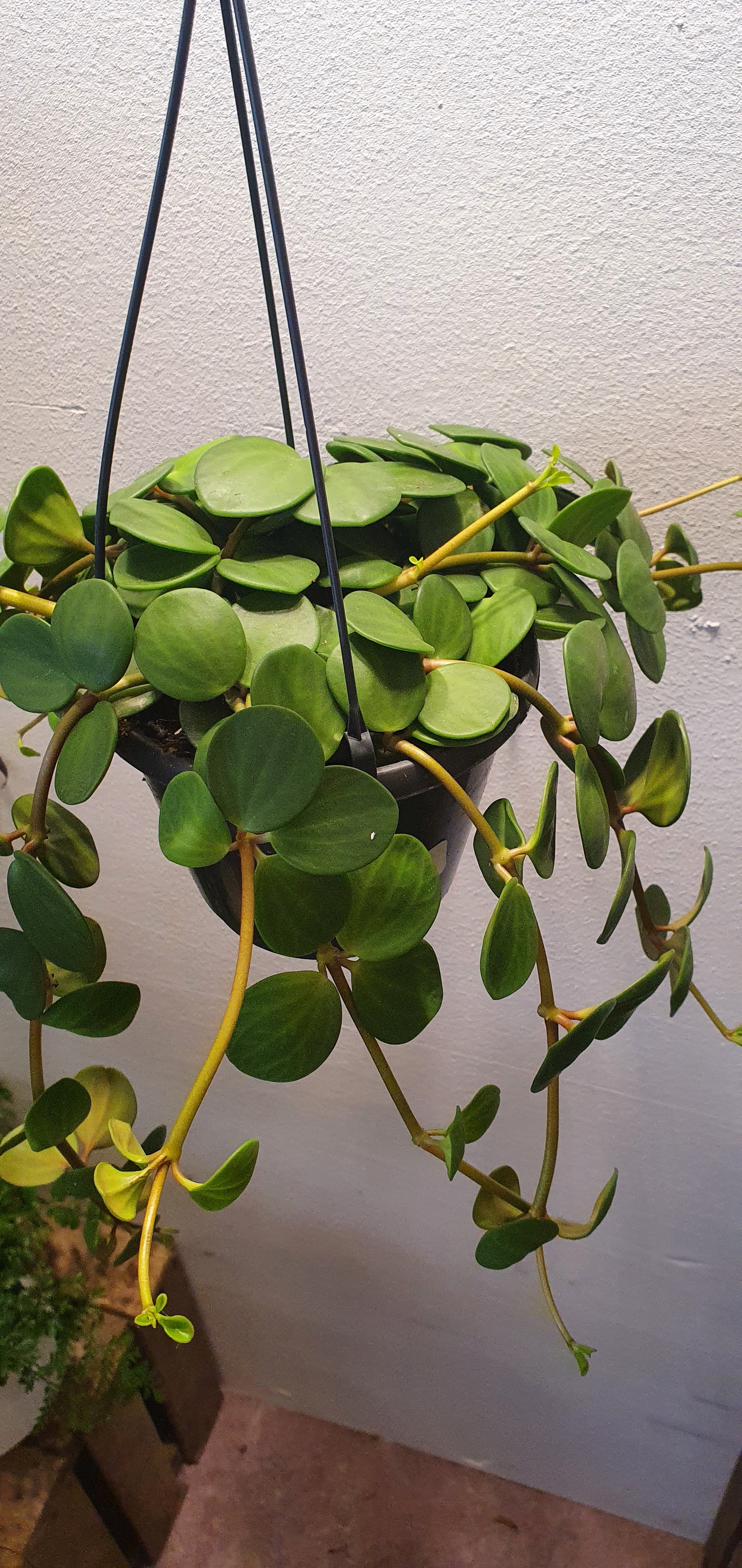 Peperomia Hope - De Plantrekkers  - De Plantrekkers