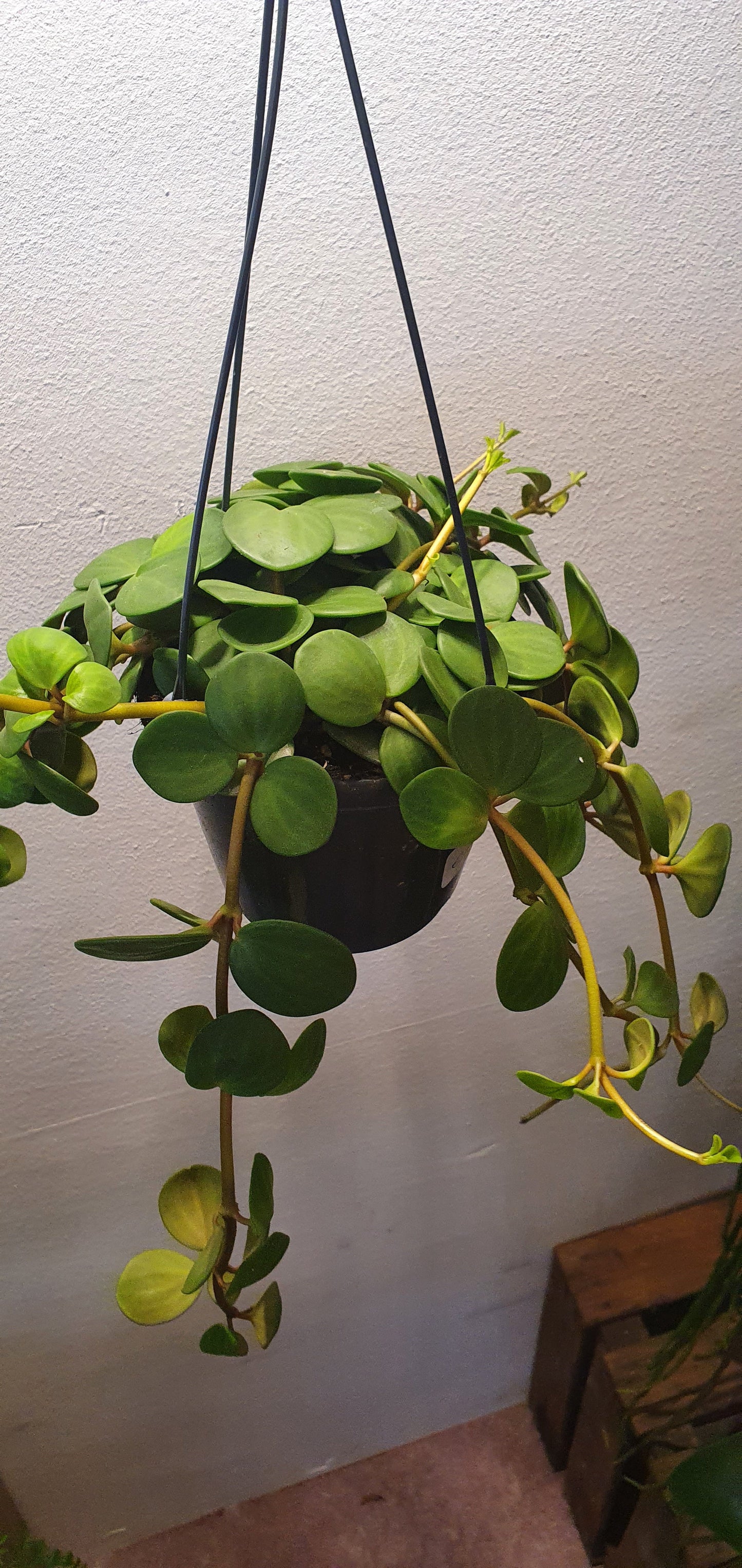 Peperomia Hope - De Plantrekkers - De Plantrekkers
