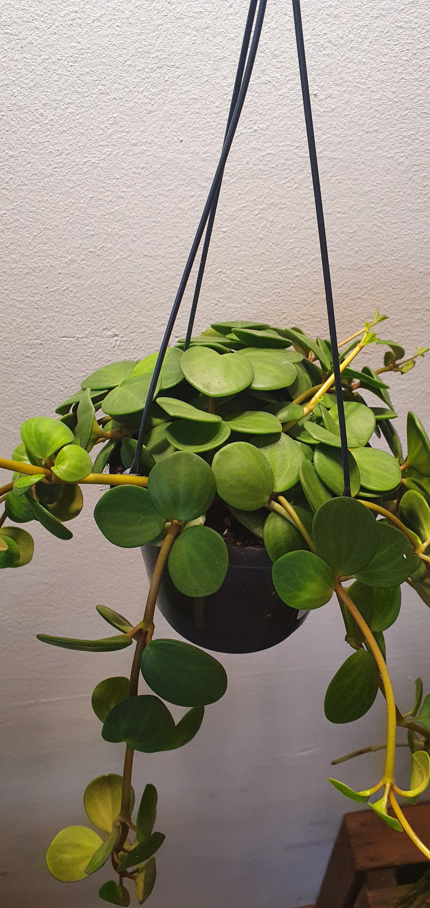 Peperomia Hope - De Plantrekkers - De Plantrekkers