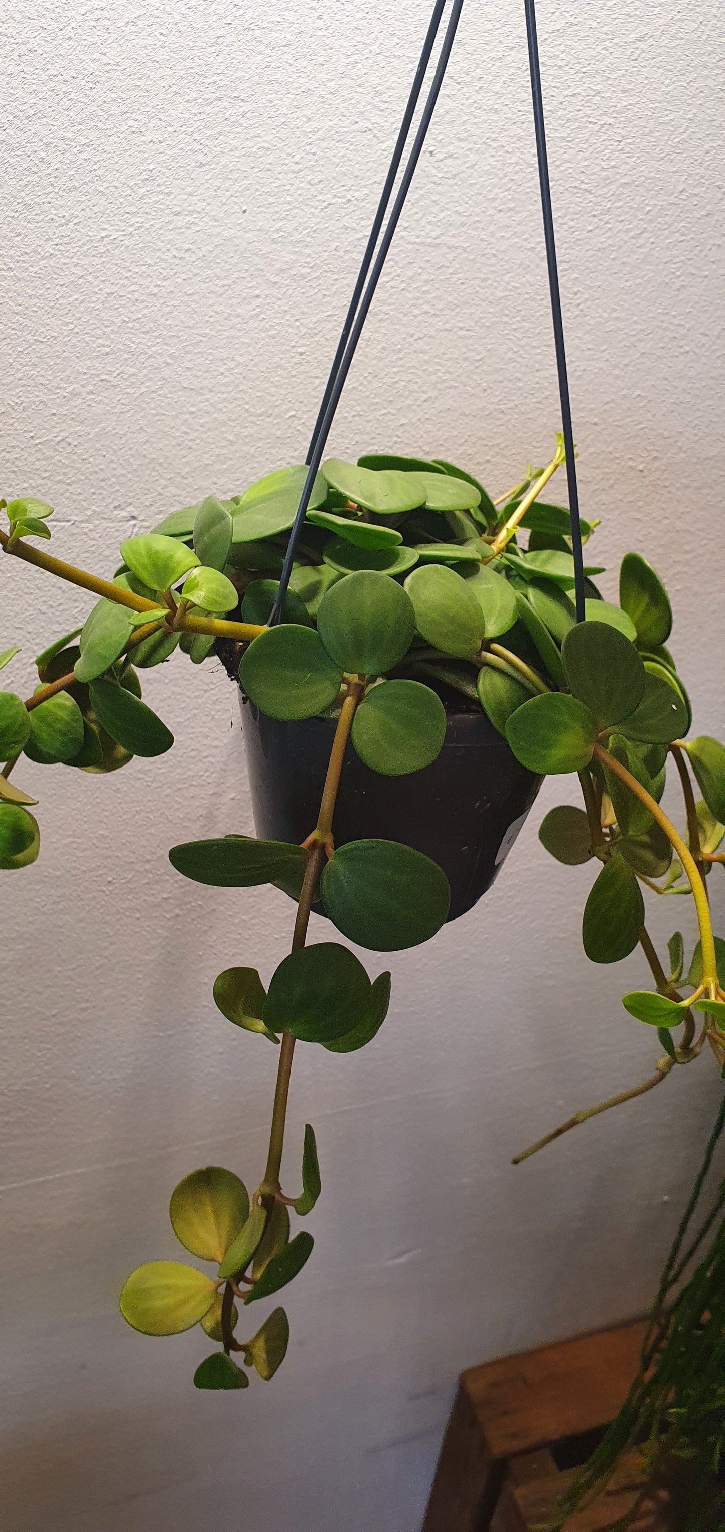Peperomia Hope - De Plantrekkers - De Plantrekkers