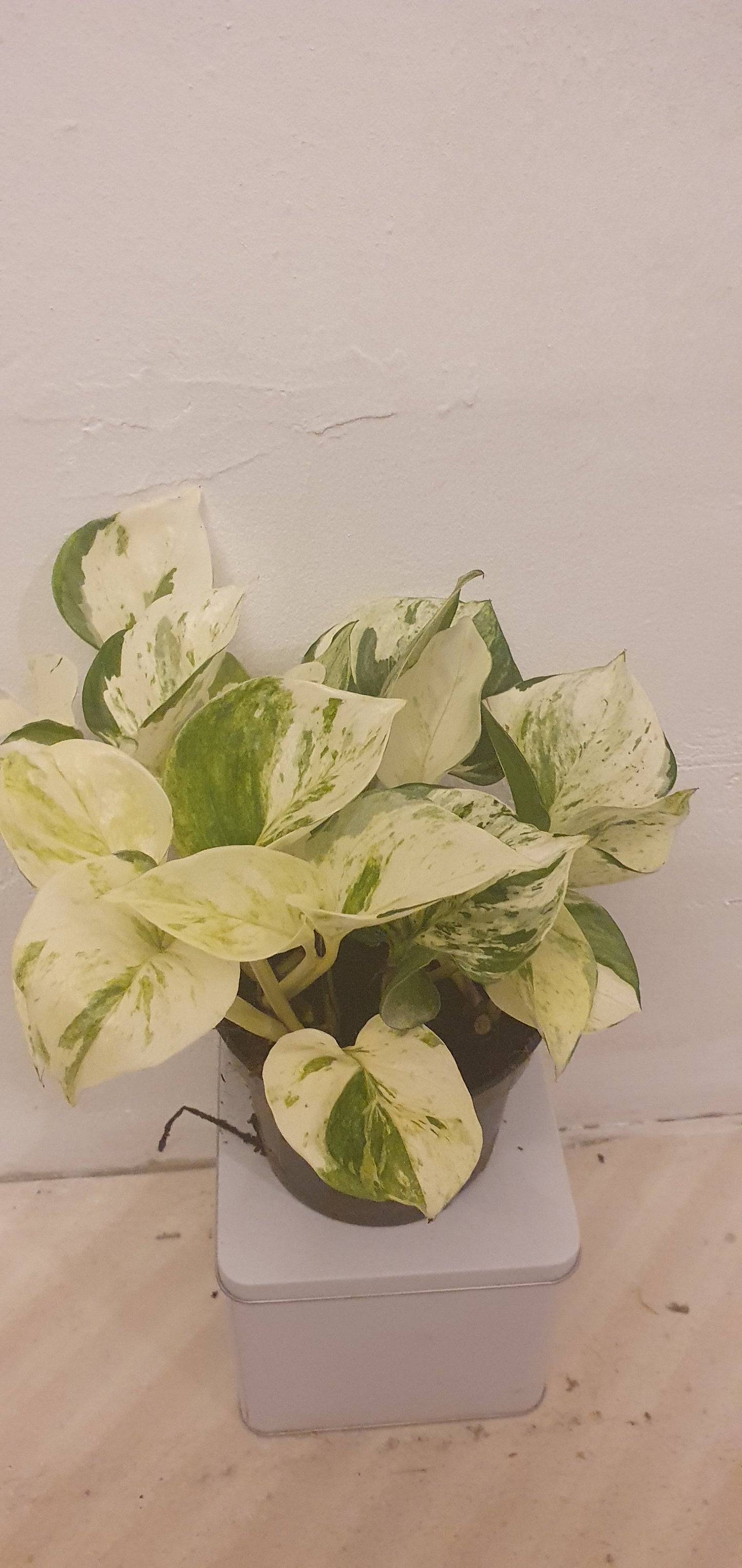 Epipremnum Pinnatum ‘Happy Leaf’ - De Plantrekkers - De Plantrekkers