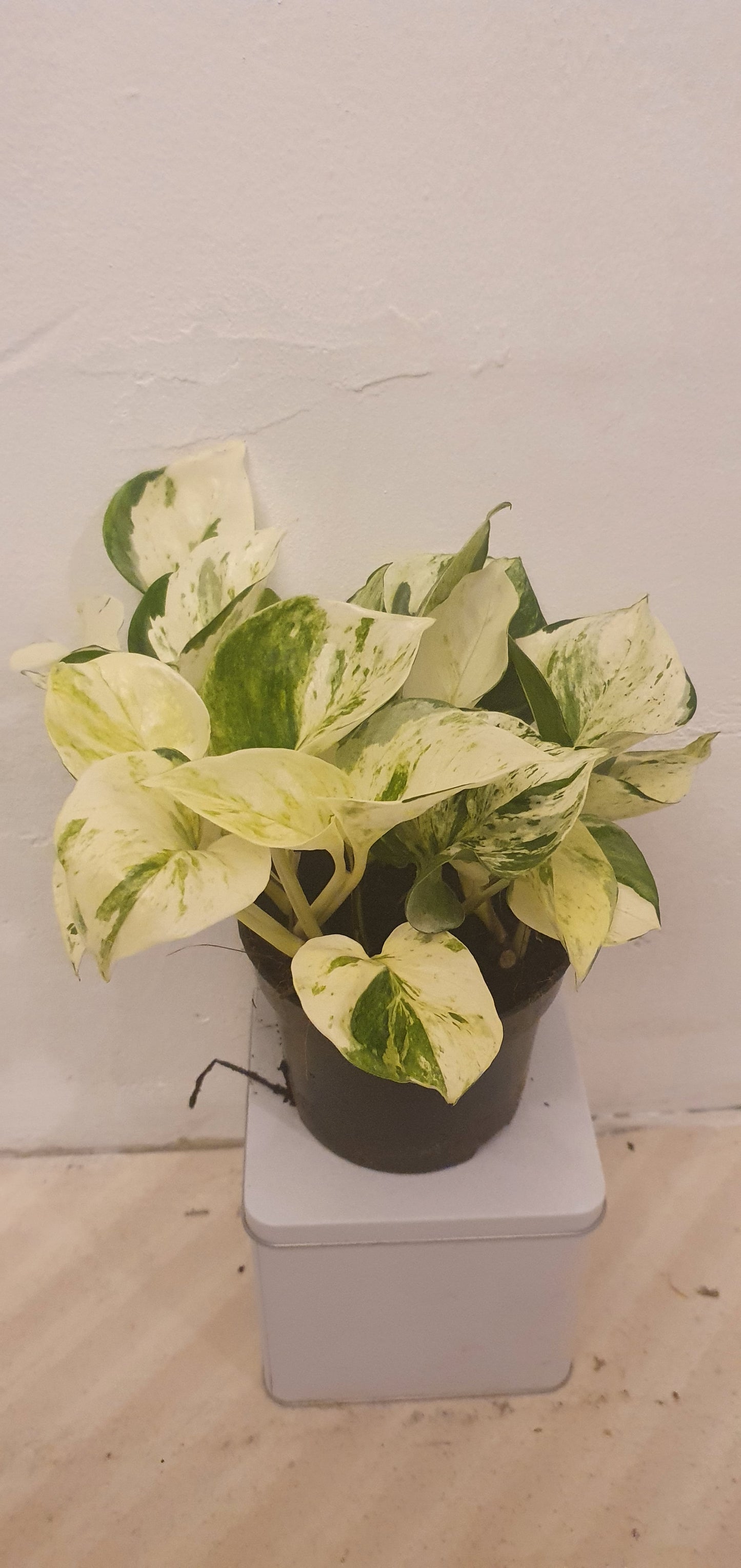 Epipremnum Pinnatum ‘Happy Leaf’ - De Plantrekkers - De Plantrekkers
