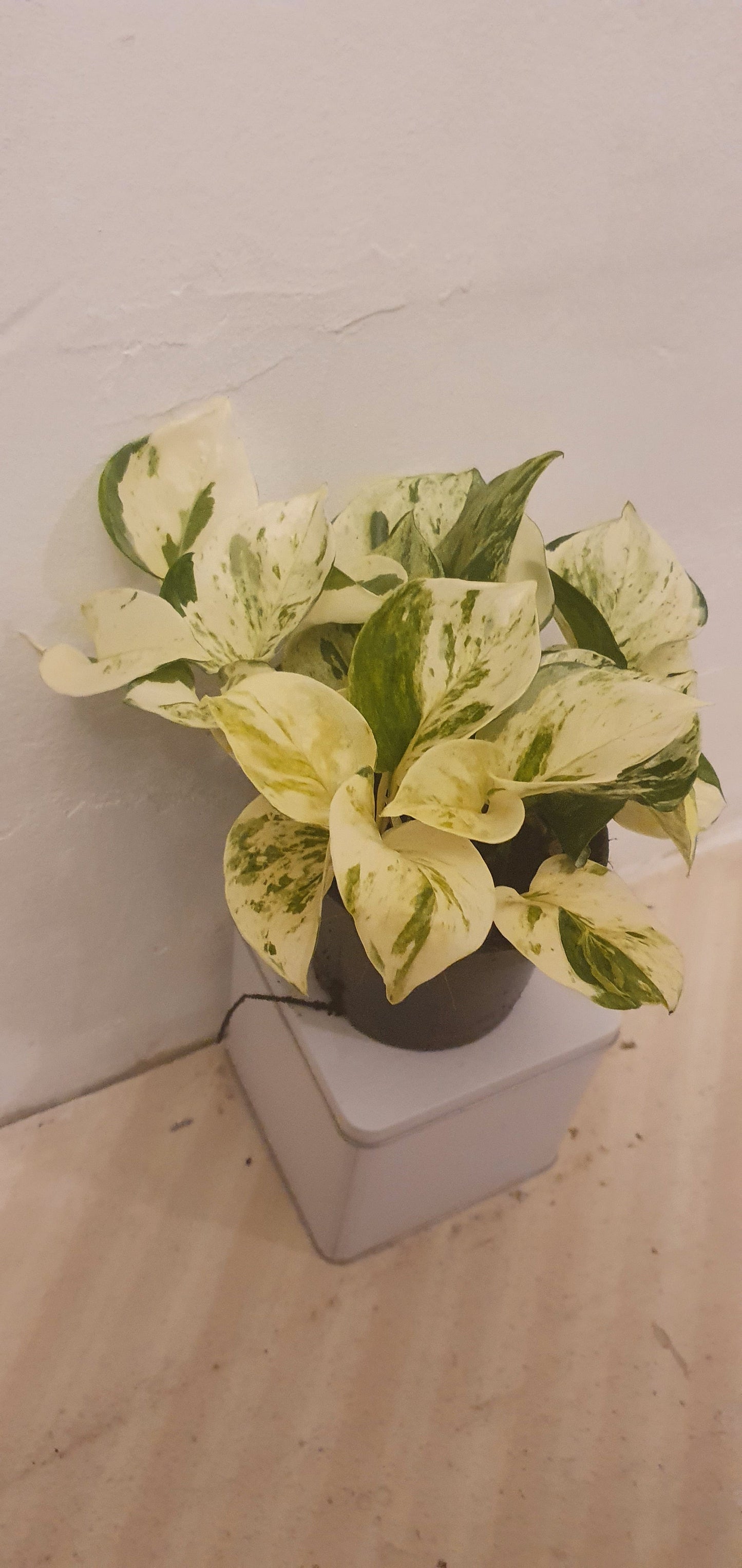 Epipremnum Pinnatum ‘Happy Leaf’ - De Plantrekkers - De Plantrekkers