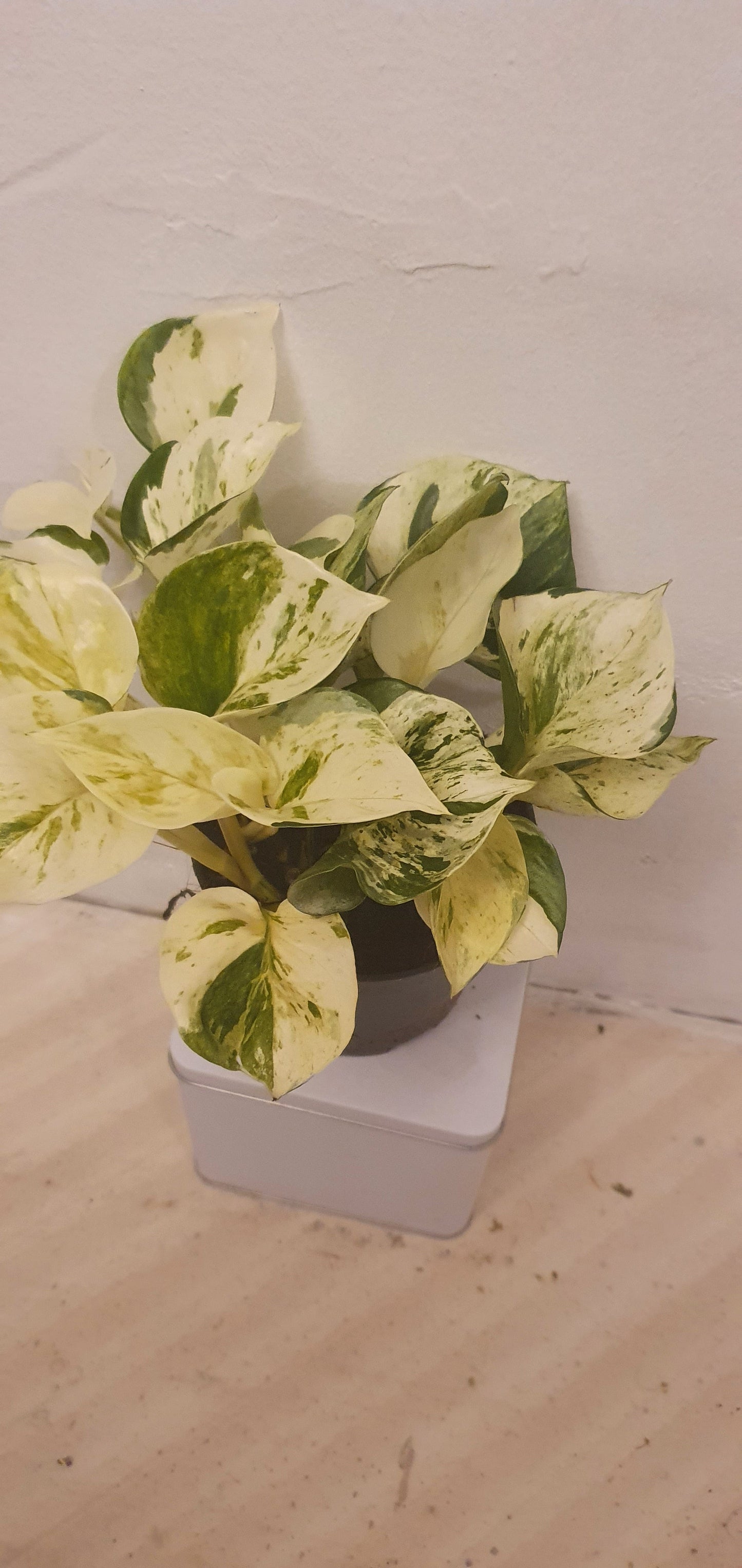 Epipremnum Pinnatum ‘Happy Leaf’ - De Plantrekkers - De Plantrekkers