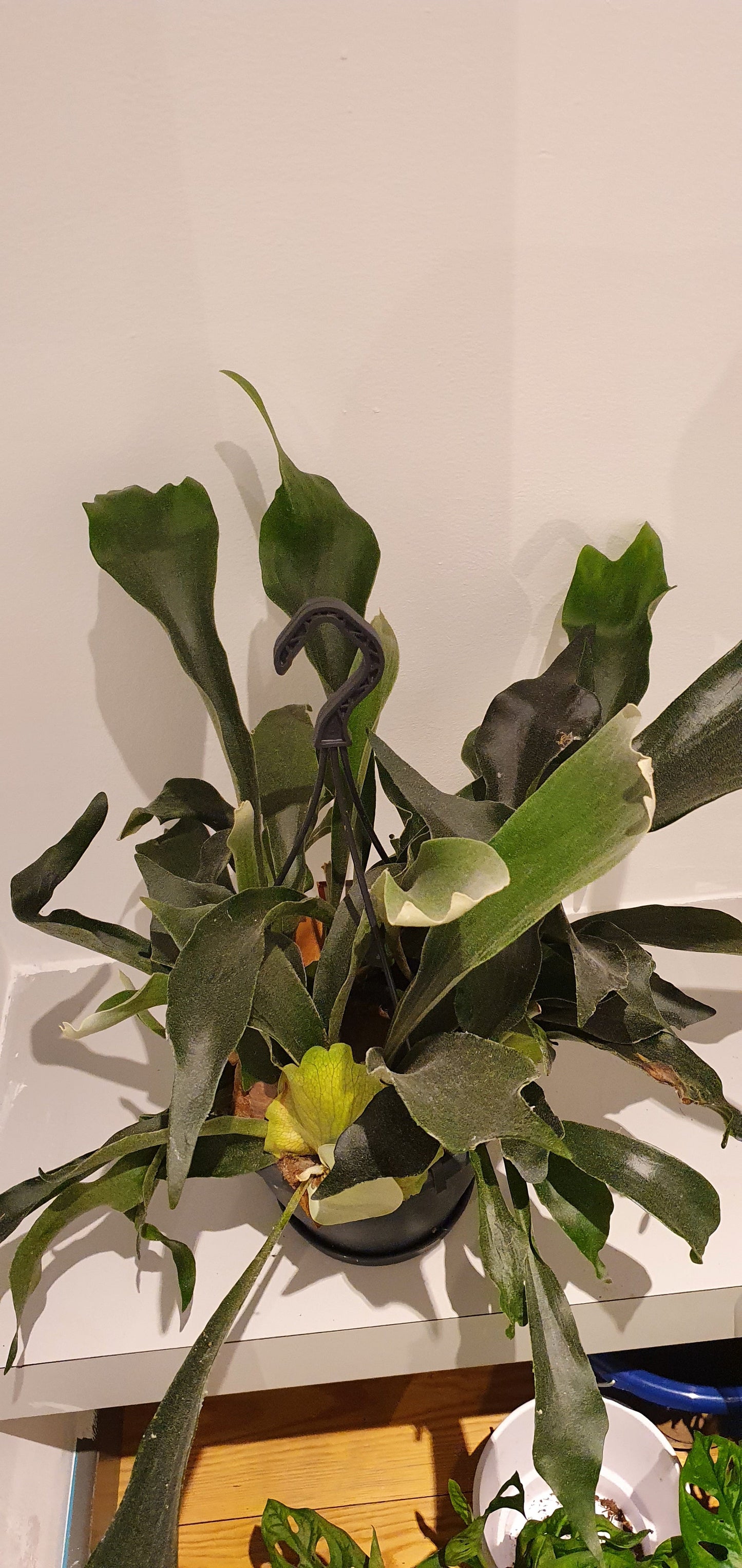 Platycerium Bifurcatum 'Hertshoornvaren' - De Plantrekkers - De Plantrekkers
