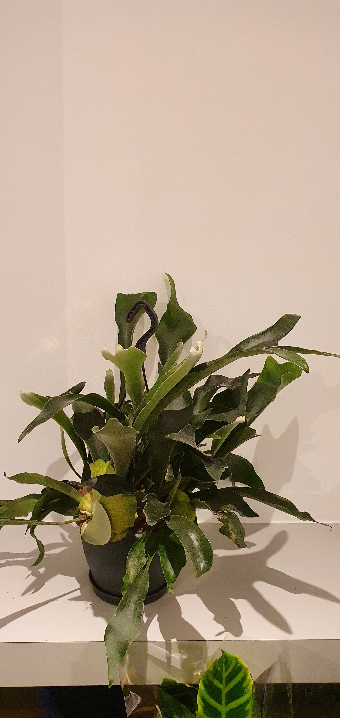 Platycerium Bifurcatum 'Hertshoornvaren' - De Plantrekkers - De Plantrekkers