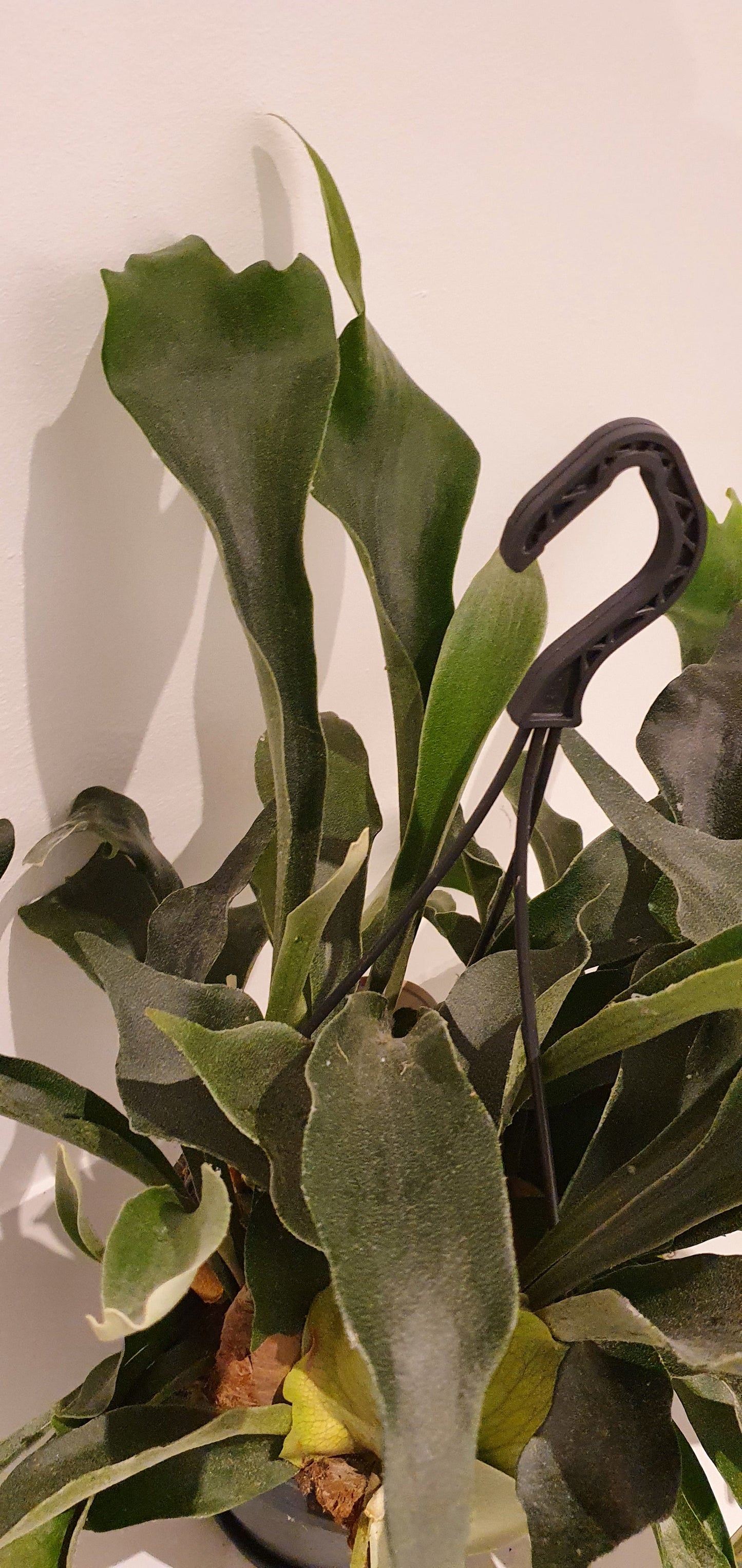 Platycerium Bifurcatum 'Hertshoornvaren' - De Plantrekkers - De Plantrekkers