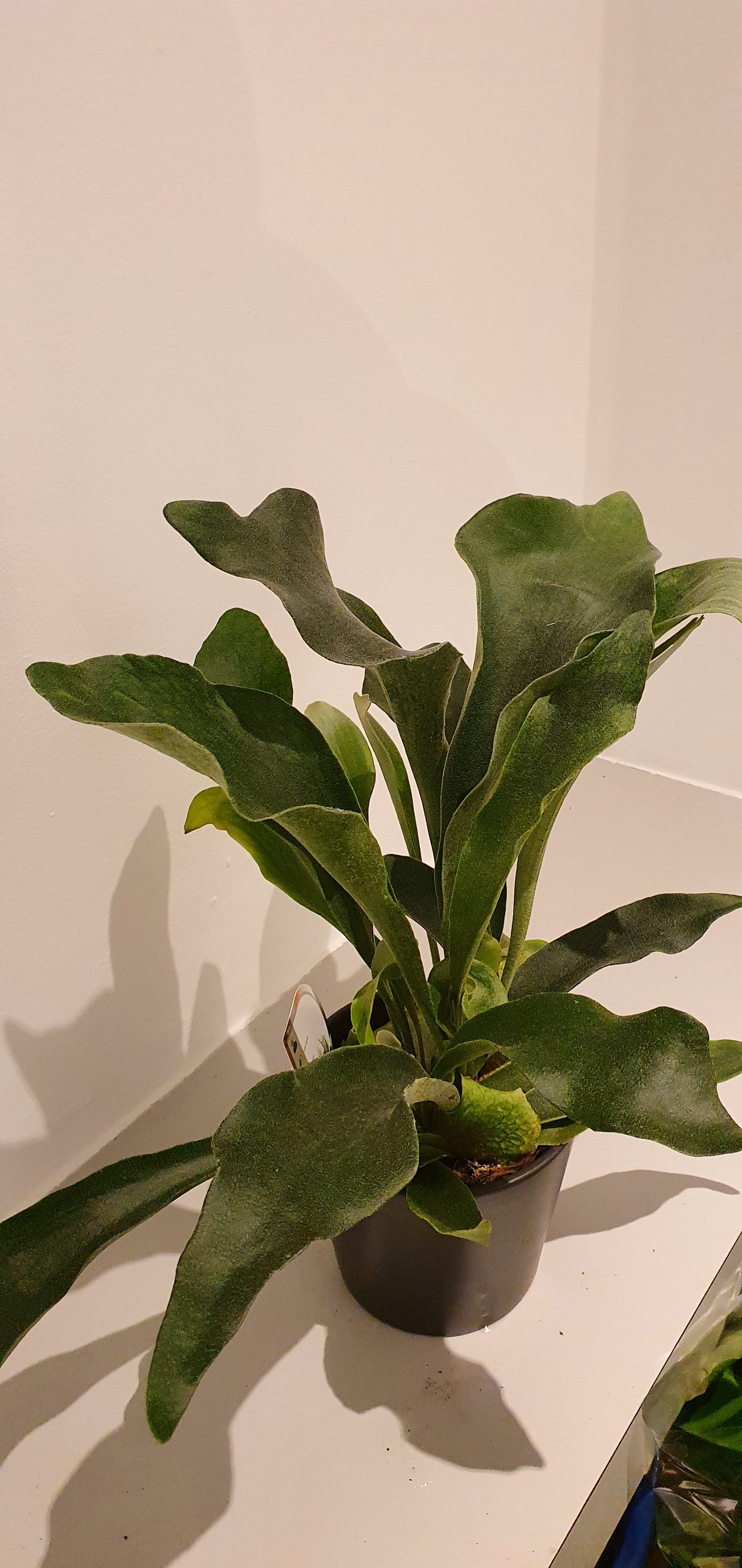 Platycerium Bifurcatum 'Hertshoornvaren' - De Plantrekkers - De Plantrekkers