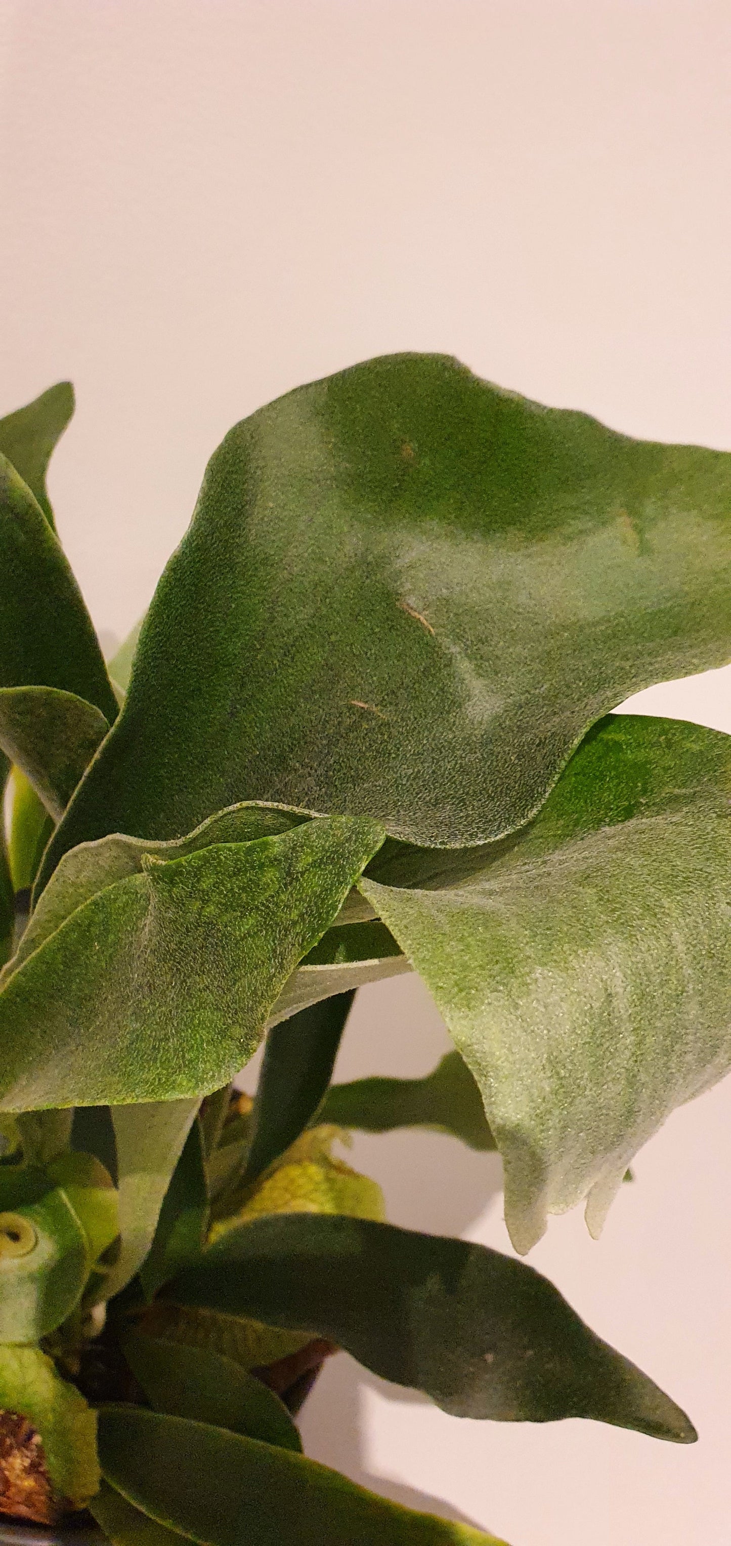 Platycerium Bifurcatum 'Hertshoornvaren' - De Plantrekkers - De Plantrekkers