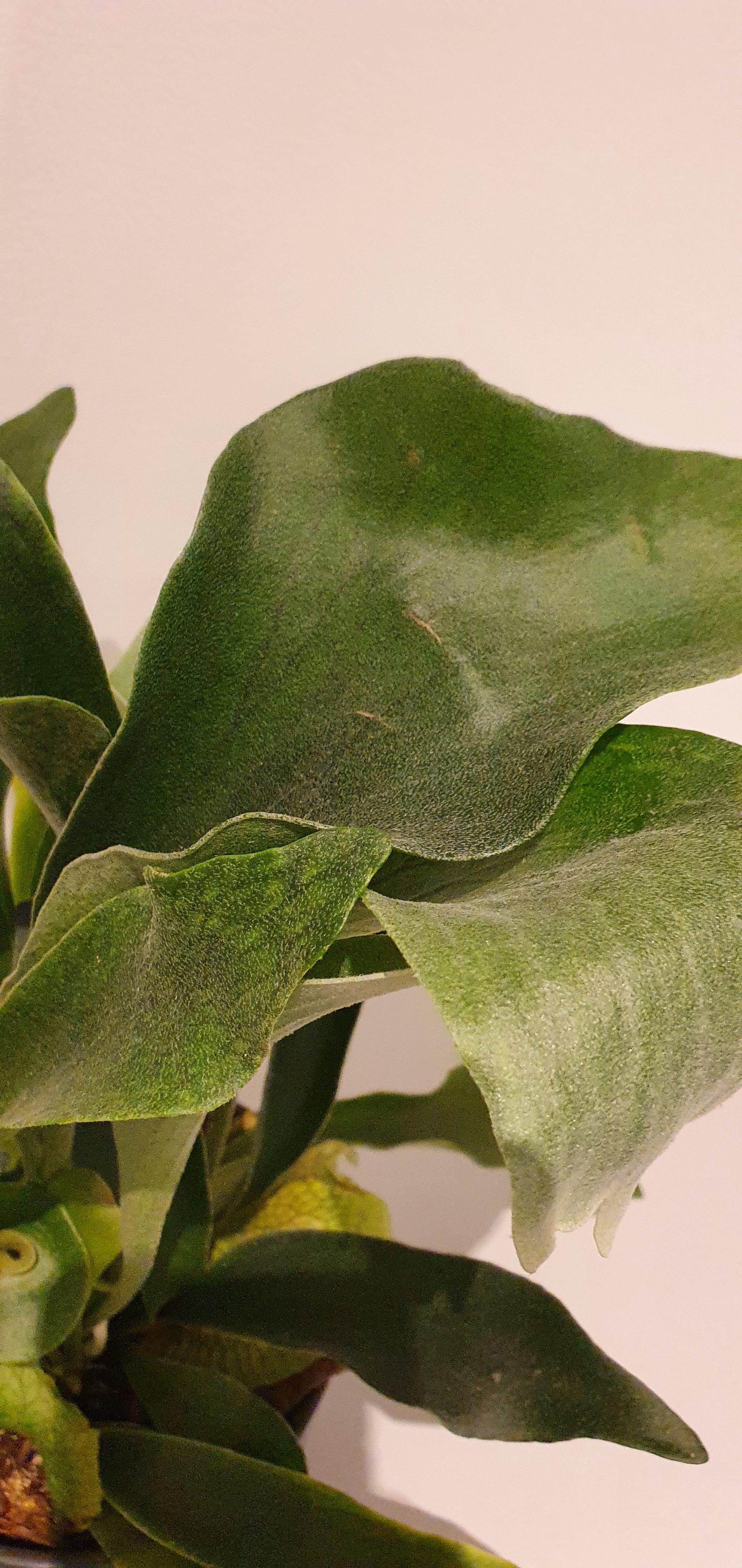 Platycerium Bifurcatum 'Hertshoornvaren' - De Plantrekkers  - De Plantrekkers
