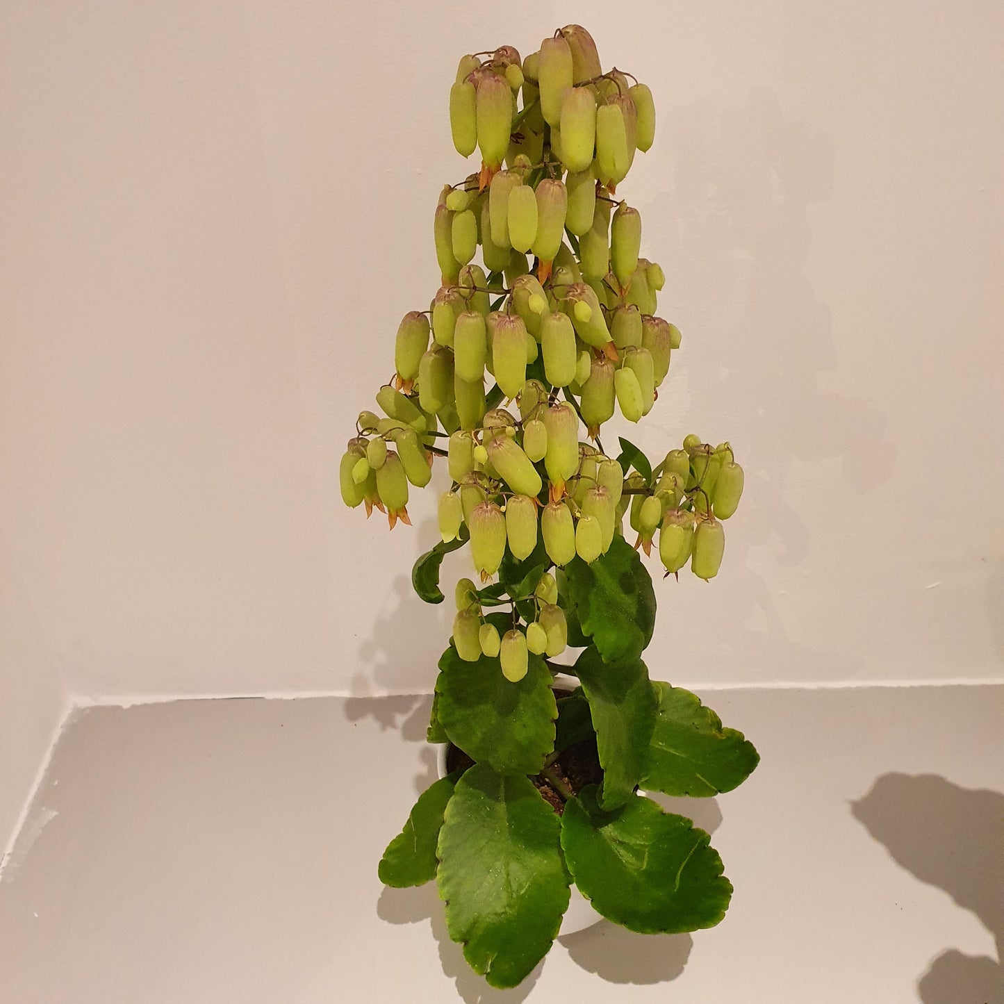 Kalanchoë Magic Bell 'Woestijnroos' - De Plantrekkers - De Plantrekkers