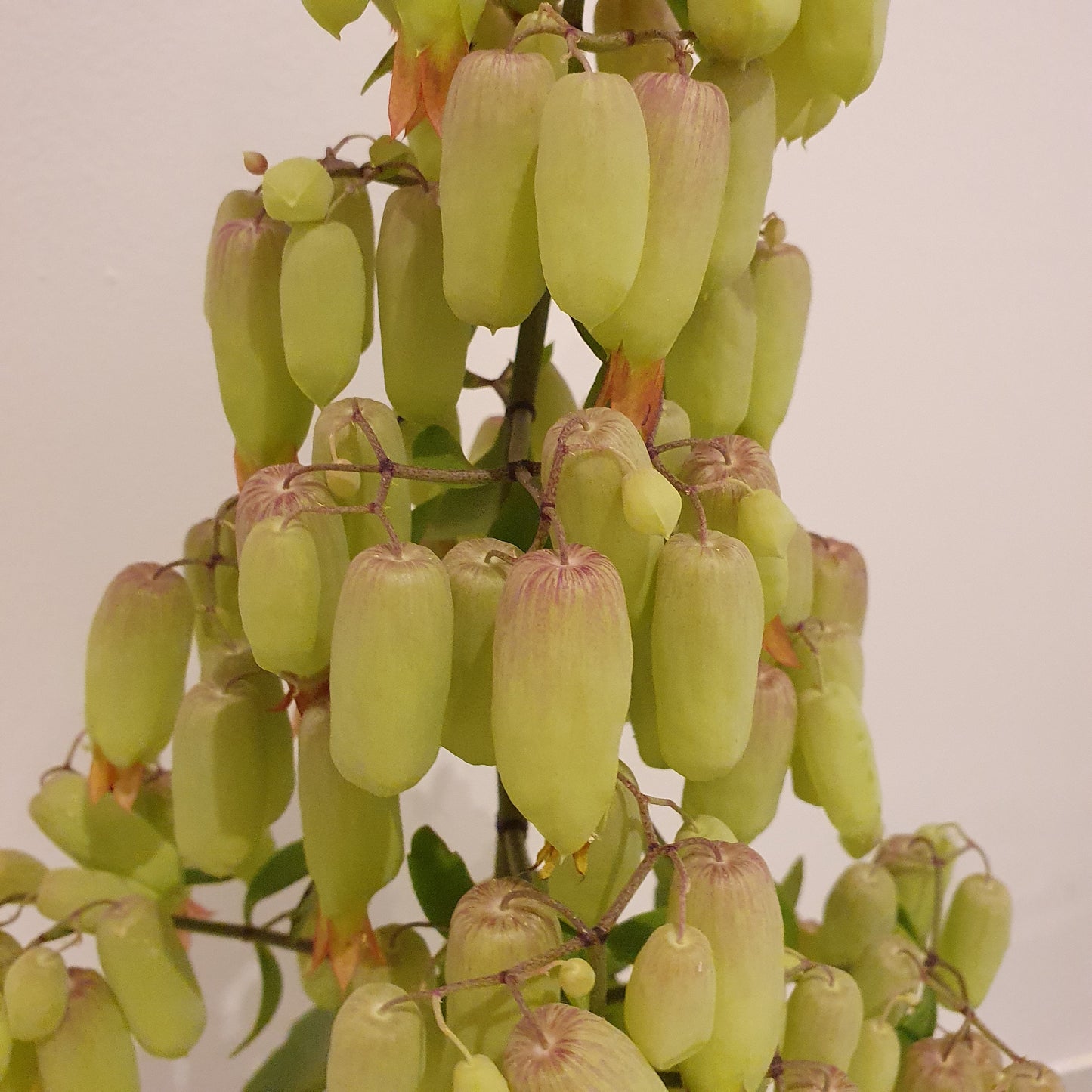 Kalanchoë Magic Bell 'Woestijnroos' - De Plantrekkers - De Plantrekkers