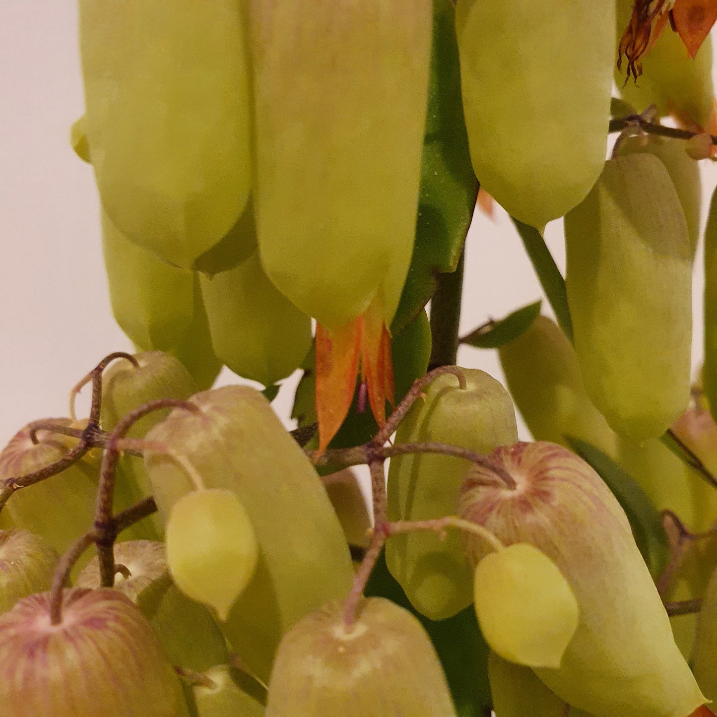 Kalanchoë Magic Bell 'Woestijnroos' - De Plantrekkers - De Plantrekkers