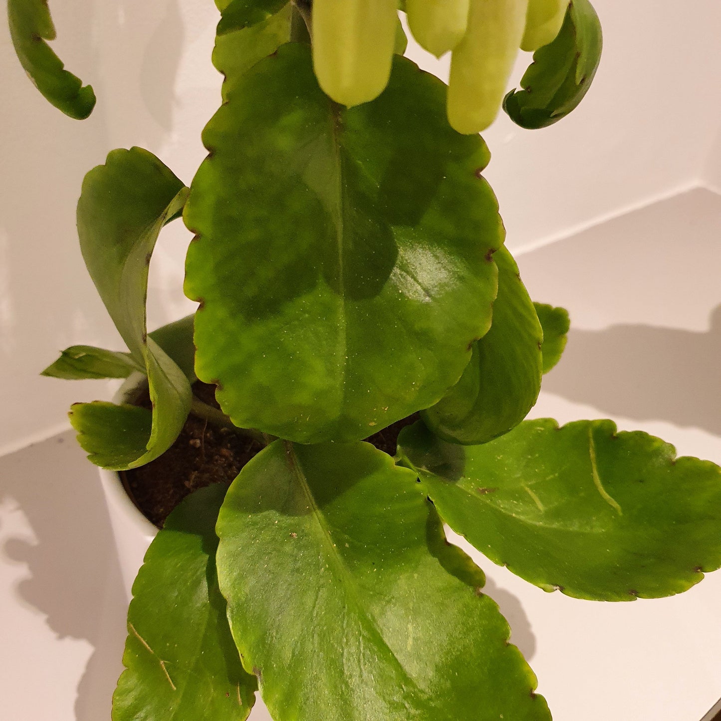 Kalanchoë Magic Bell 'Woestijnroos' - De Plantrekkers - De Plantrekkers
