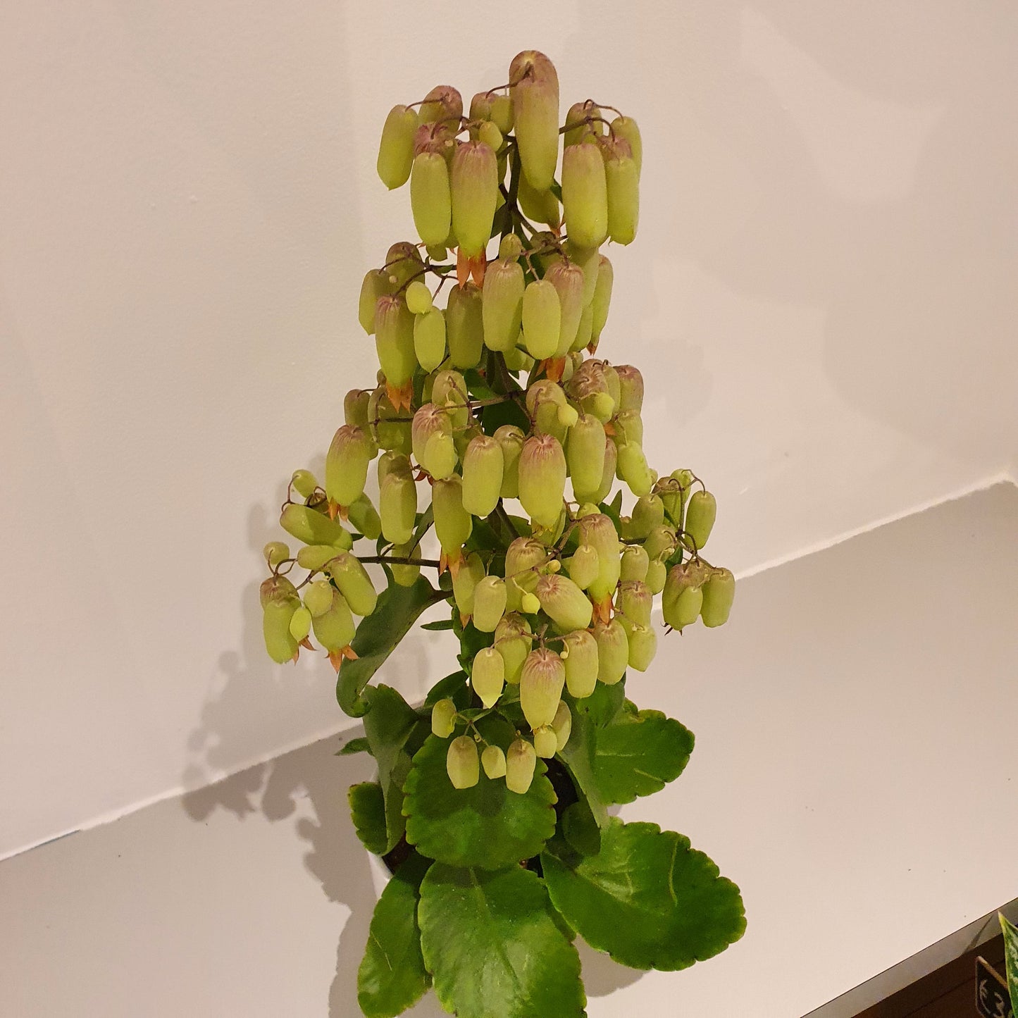 Kalanchoë Magic Bell 'Woestijnroos' - De Plantrekkers - De Plantrekkers