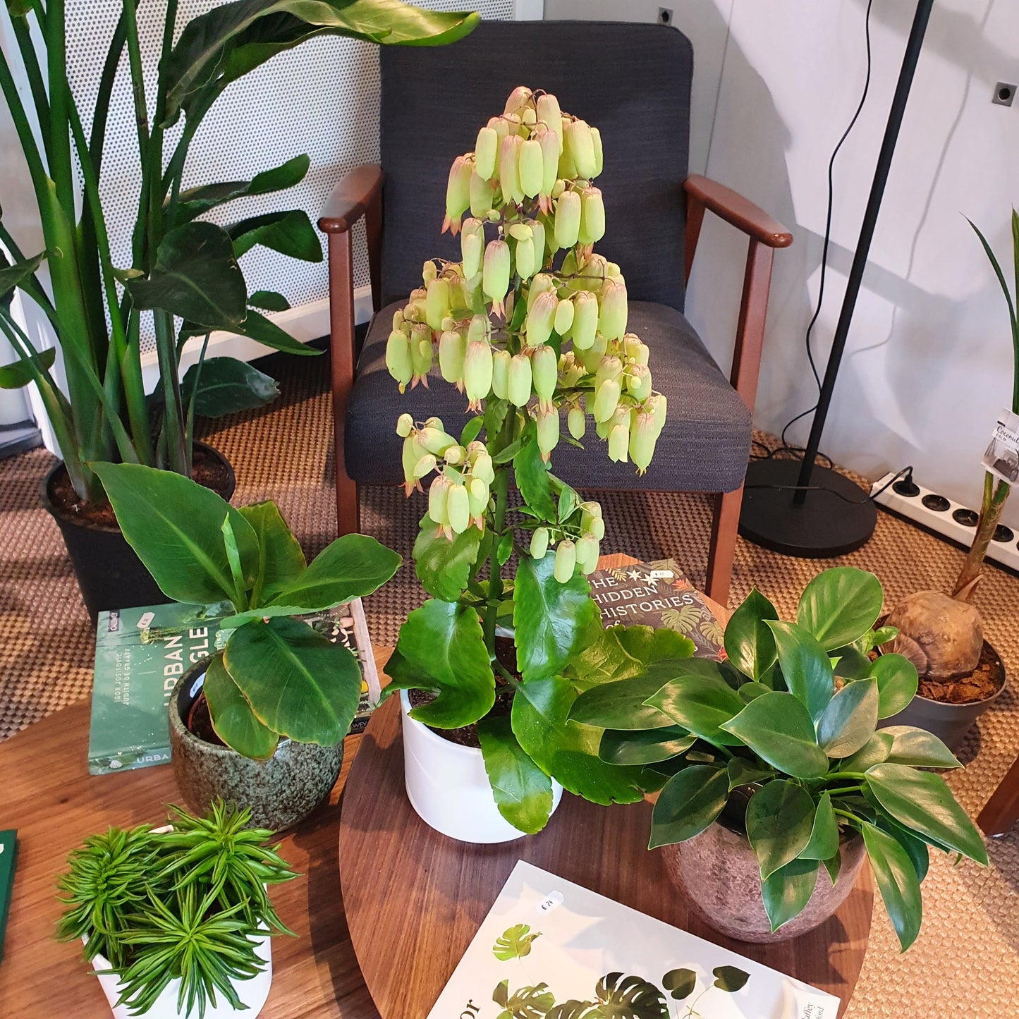 Kalanchoë Magic Bell 'Woestijnroos' - De Plantrekkers - De Plantrekkers