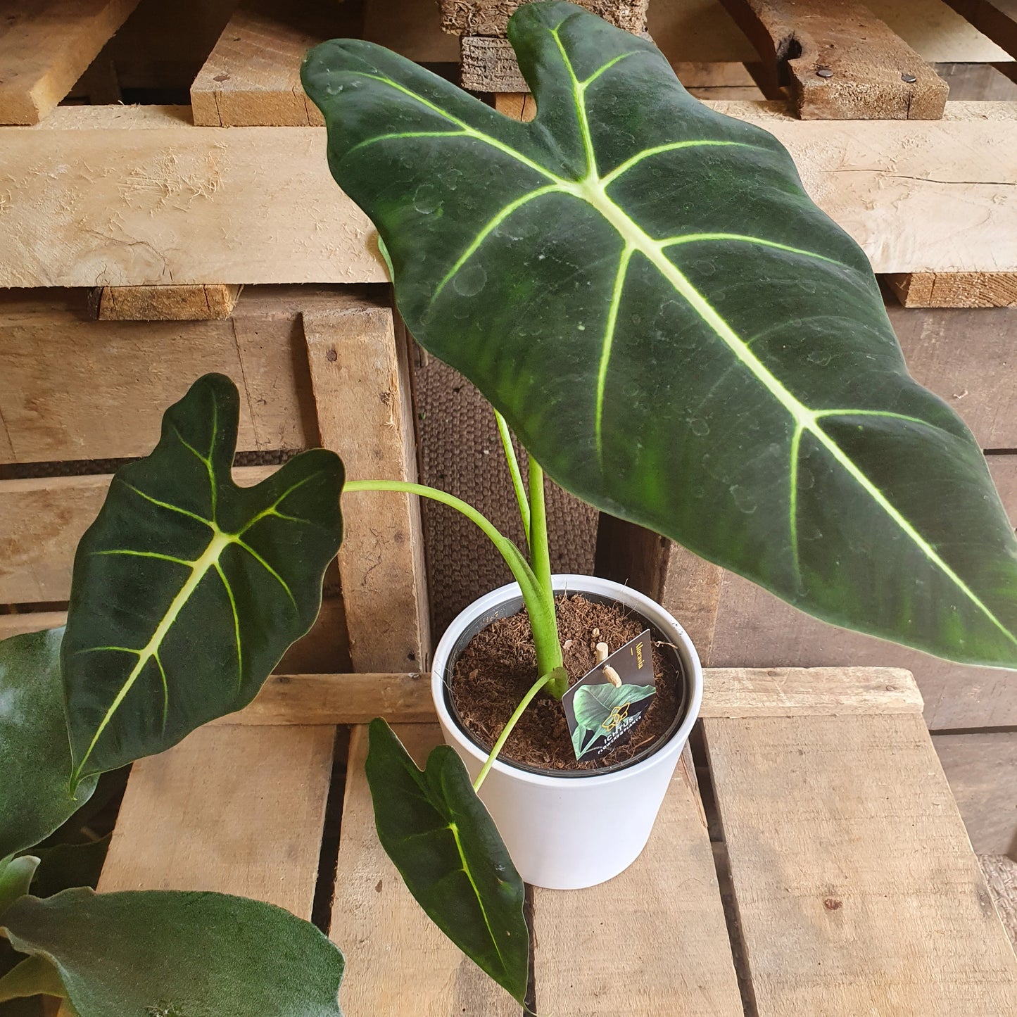 Alocasia Frydek - De Plantrekkers - De Plantrekkers