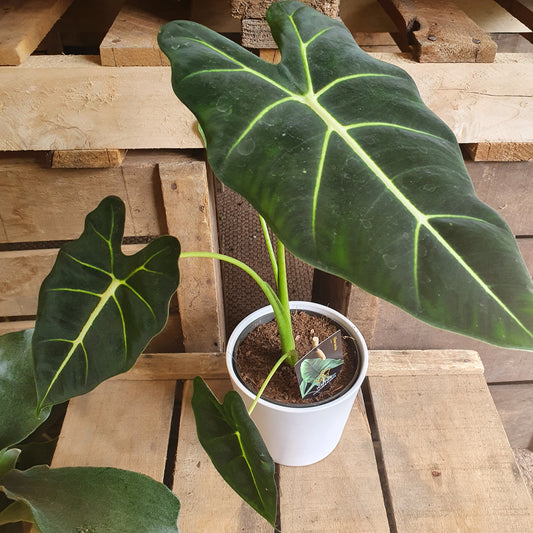 Alocasia Frydek - De Plantrekkers  - De Plantrekkers