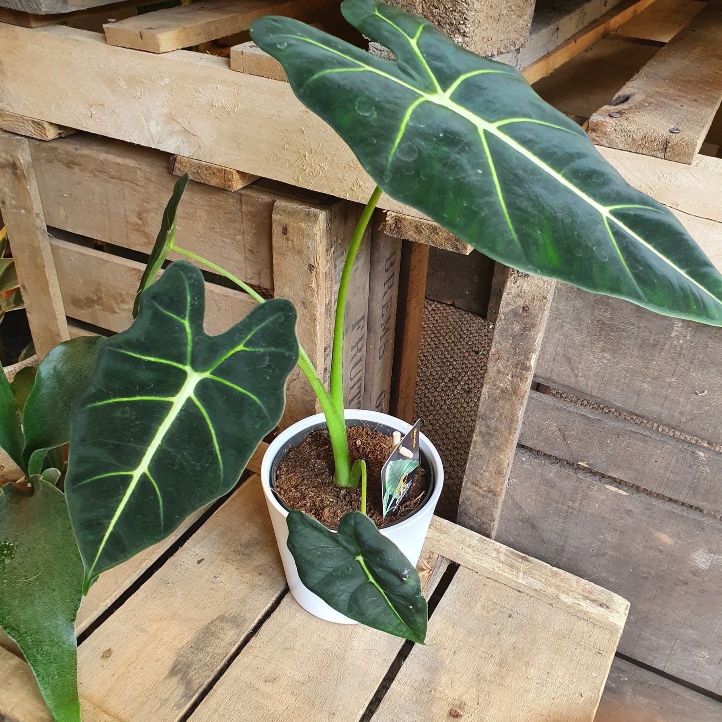 Alocasia Frydek - De Plantrekkers - De Plantrekkers