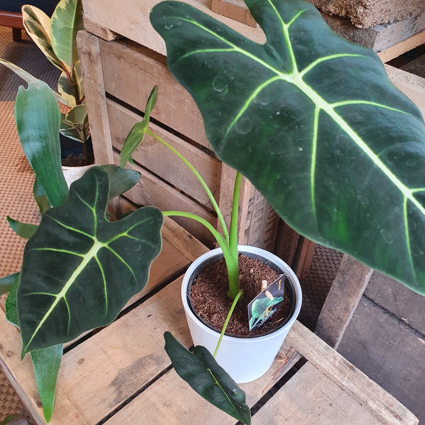 Alocasia Frydek - De Plantrekkers - De Plantrekkers