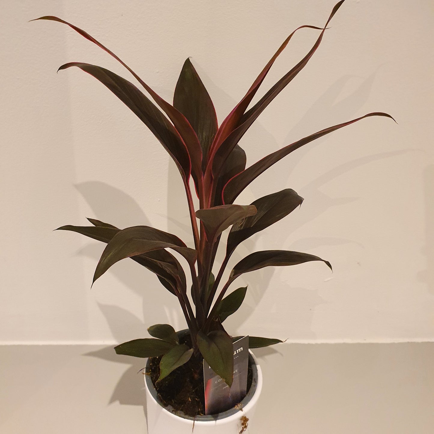 Cordyline fruti. 'Tango' - De Plantrekkers - De Plantrekkers